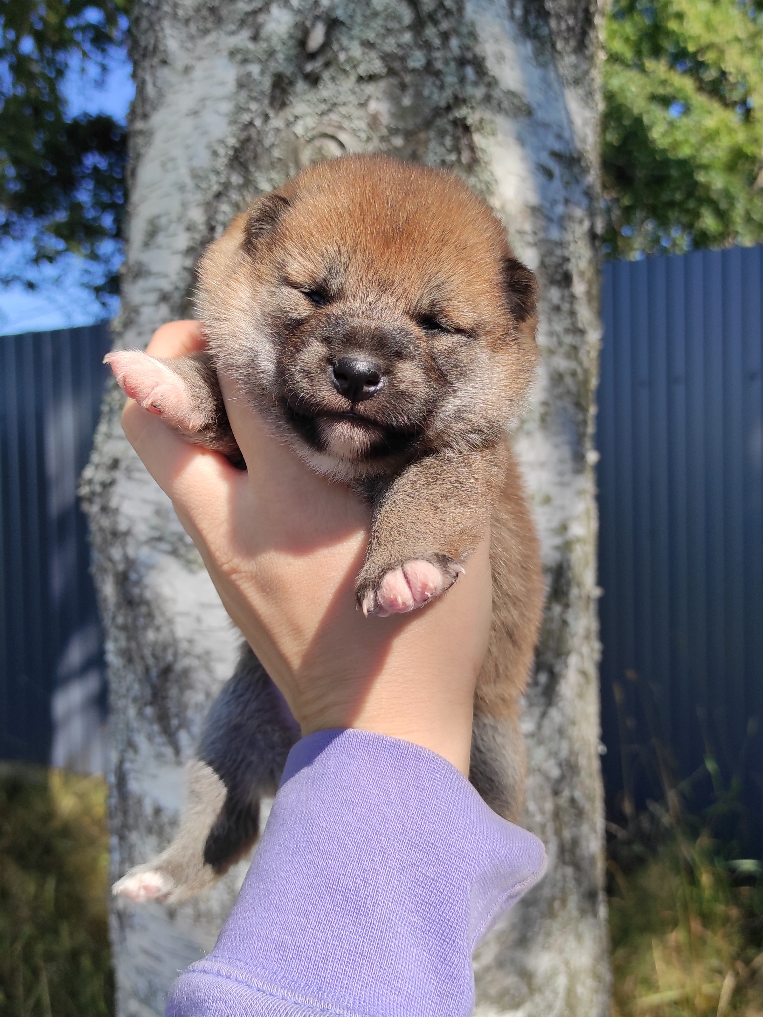 Сиба Rubylight Yuta питомник Рубилайт 