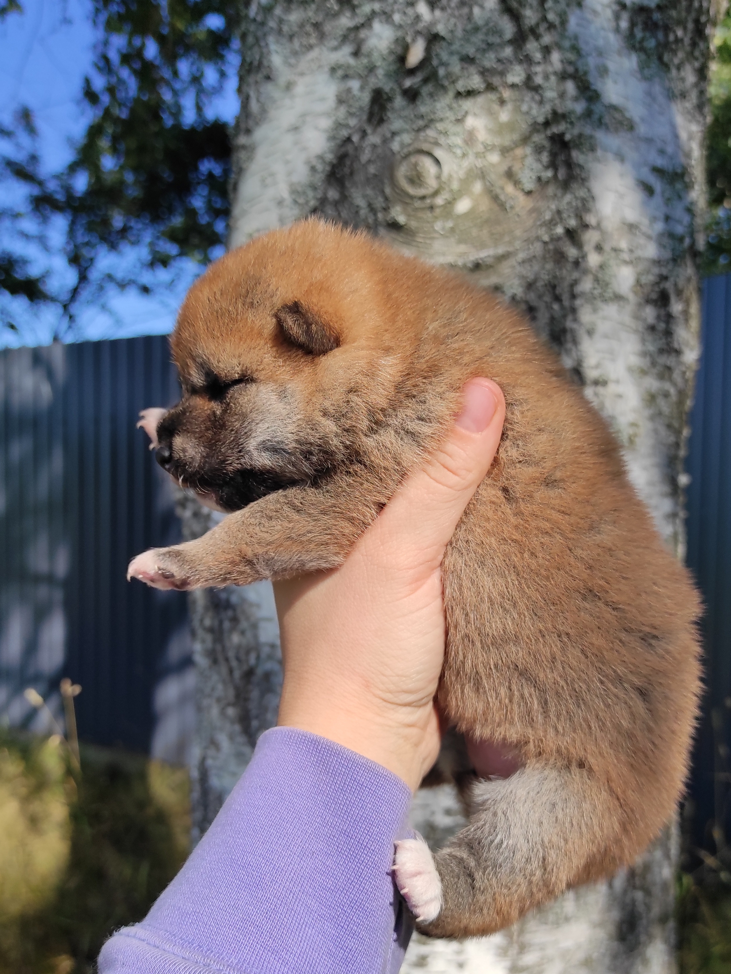 Сиба Rubylight Yuta питомник Рубилайт 