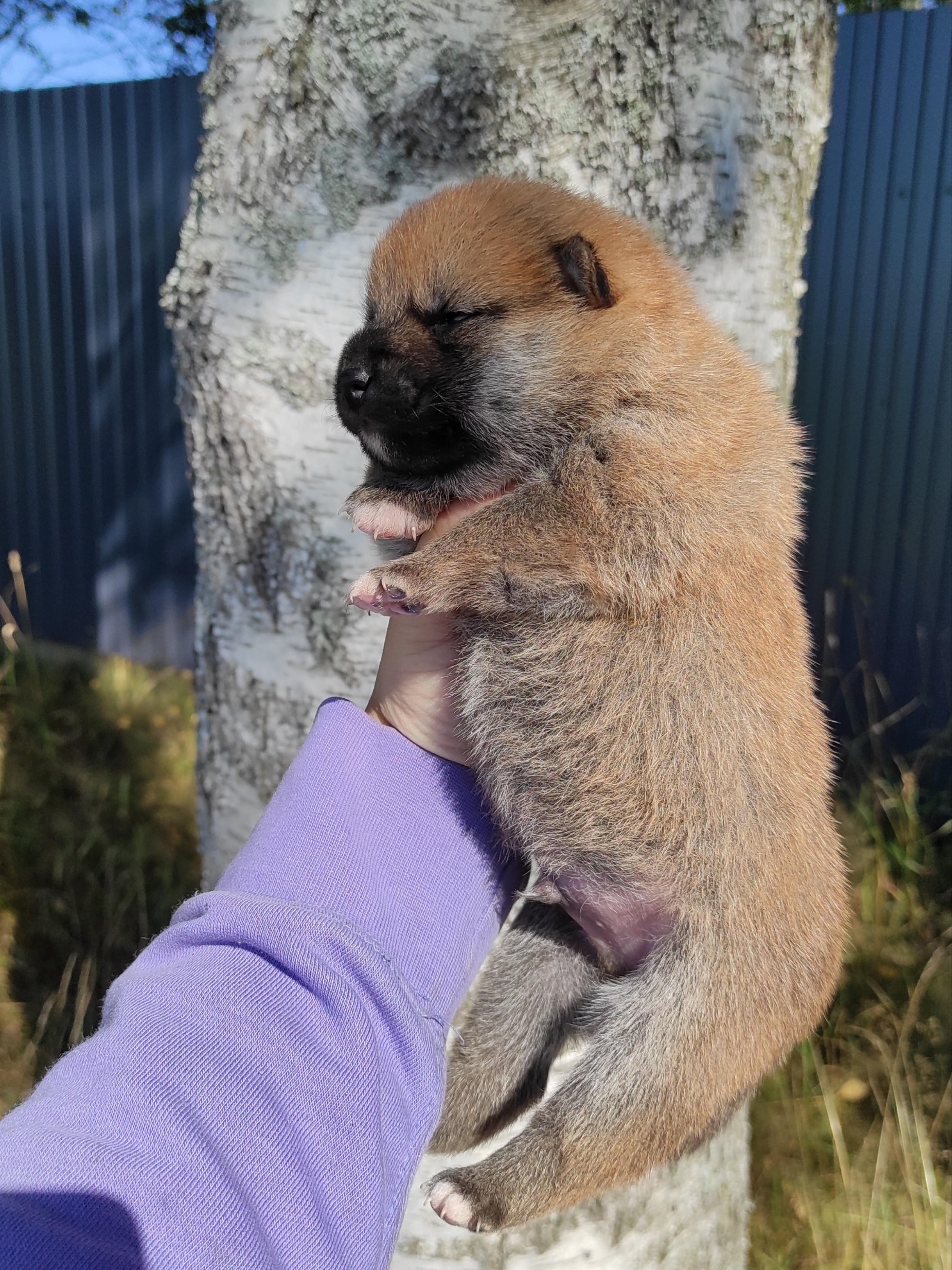 Сиба Rubylight Yoshayo питомник Рубилайт 