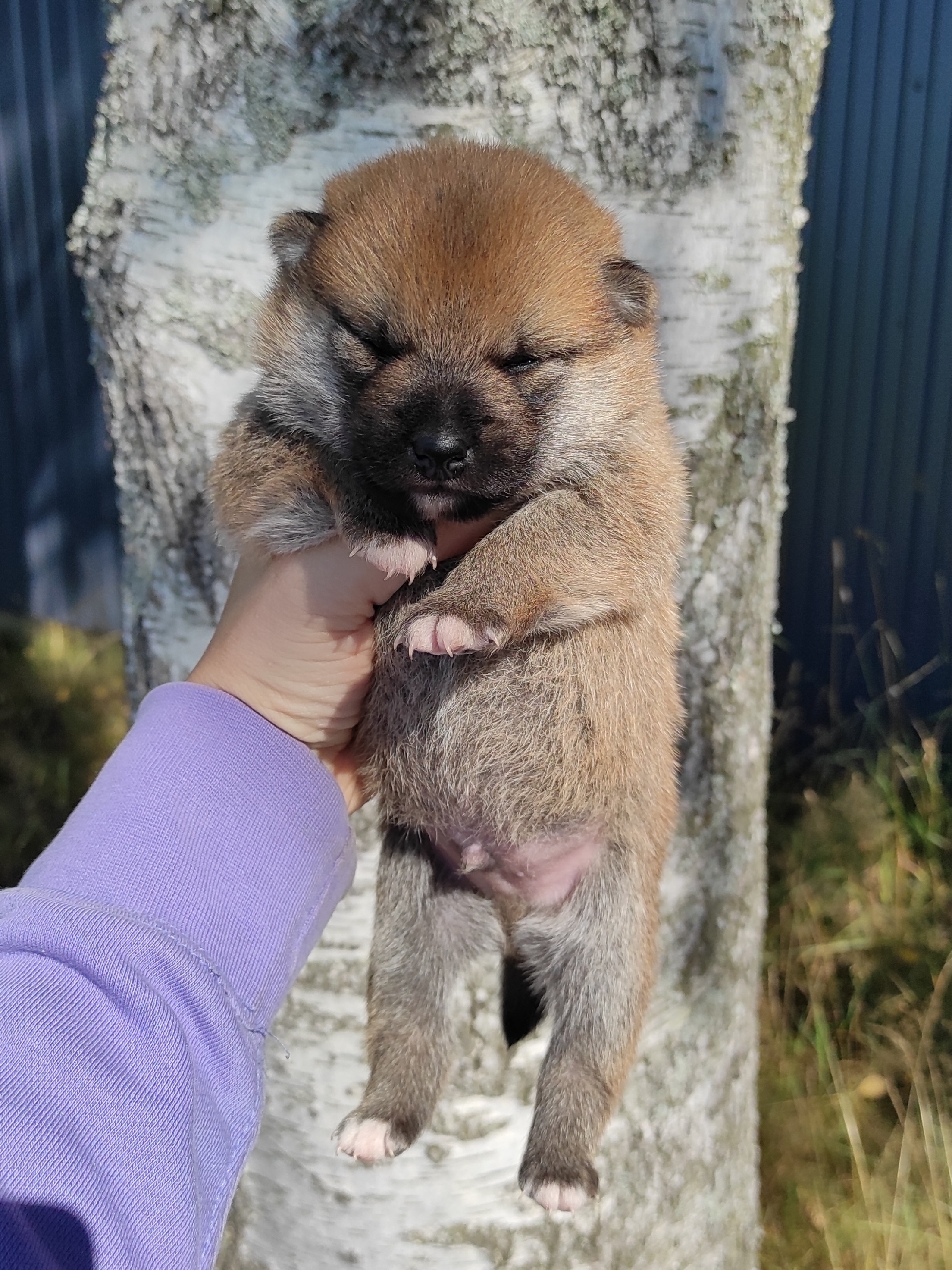 Сиба Rubylight Yoshayo питомник Рубилайт 