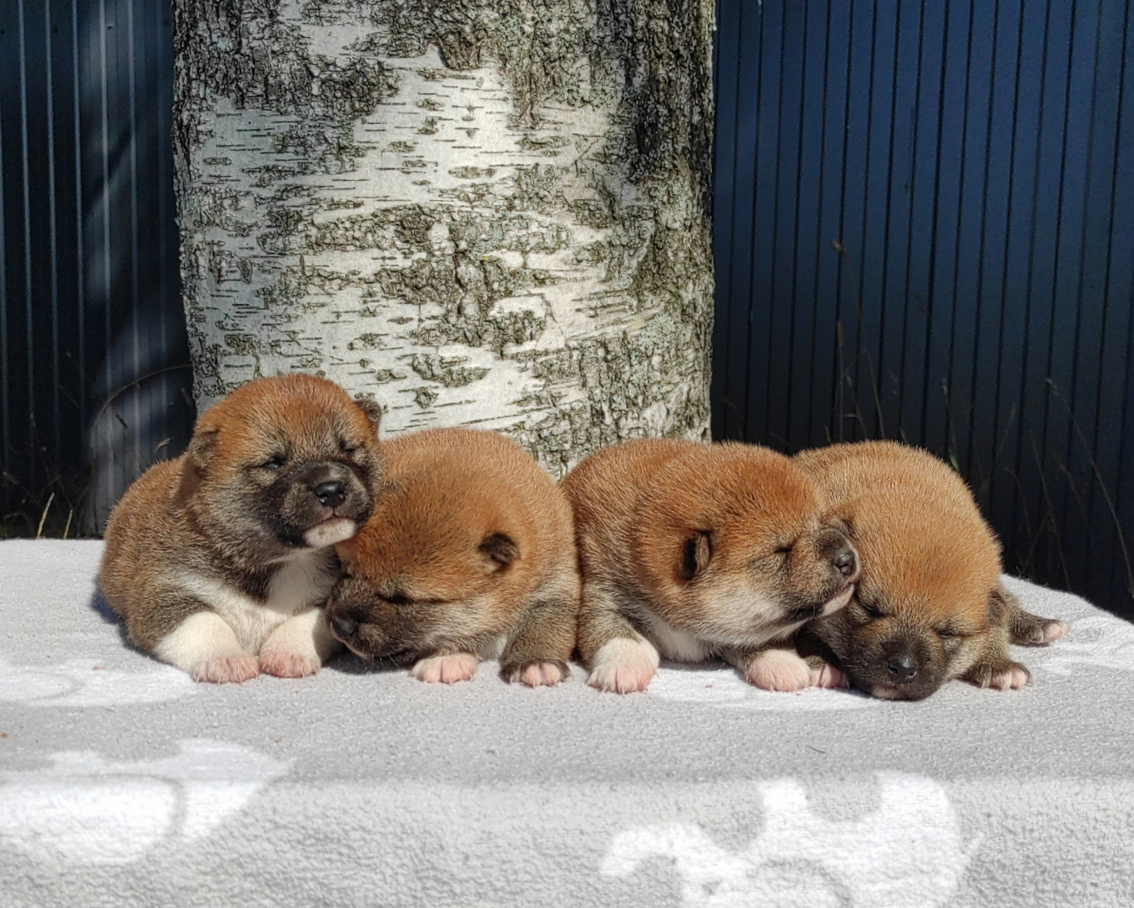 Сиба Rubylight литер Y питомник Рубилайт 