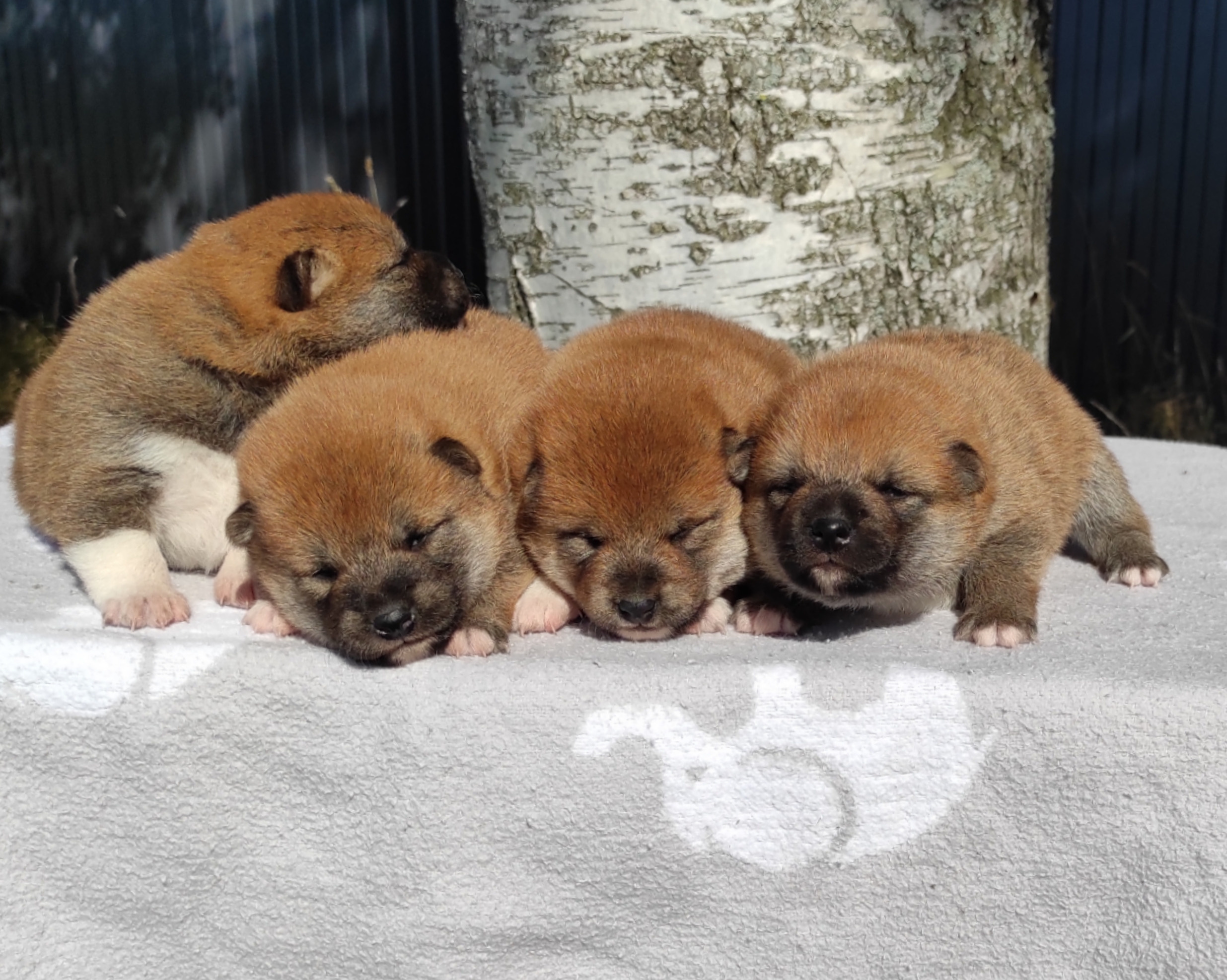 Сиба Rubylight литер Y питомник Рубилайт 