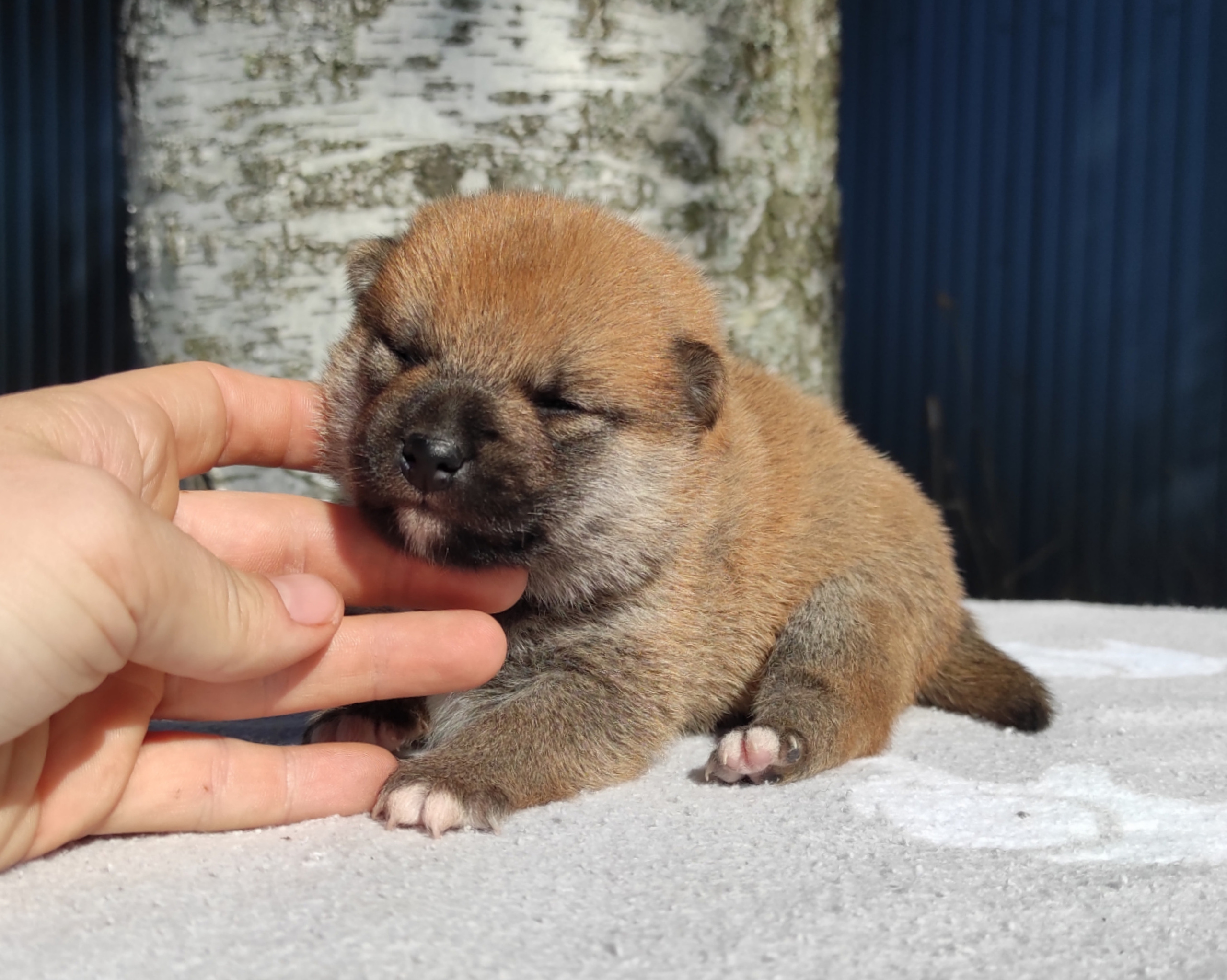 Сиба Rubylight Yoshayo питомник Рубилайт 