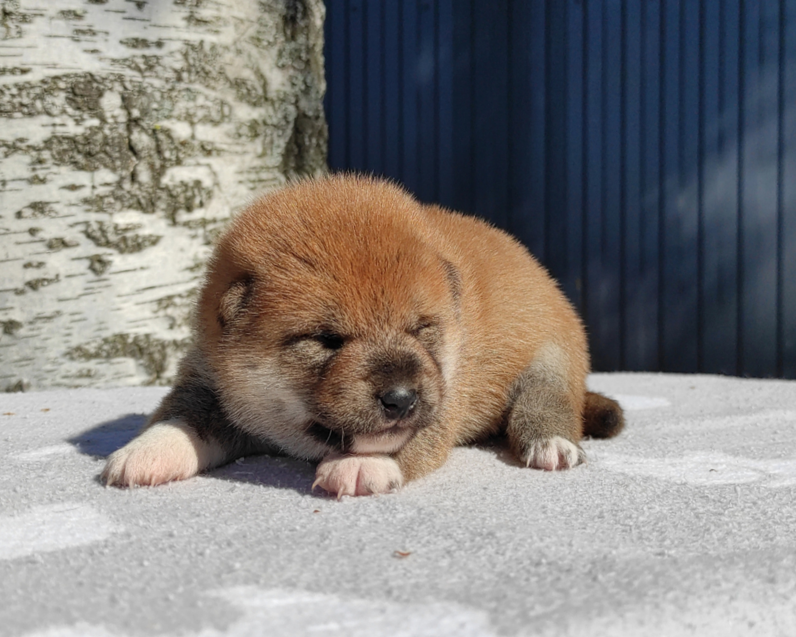 Сиба Rubylight Yumi питомник Рубилайт 