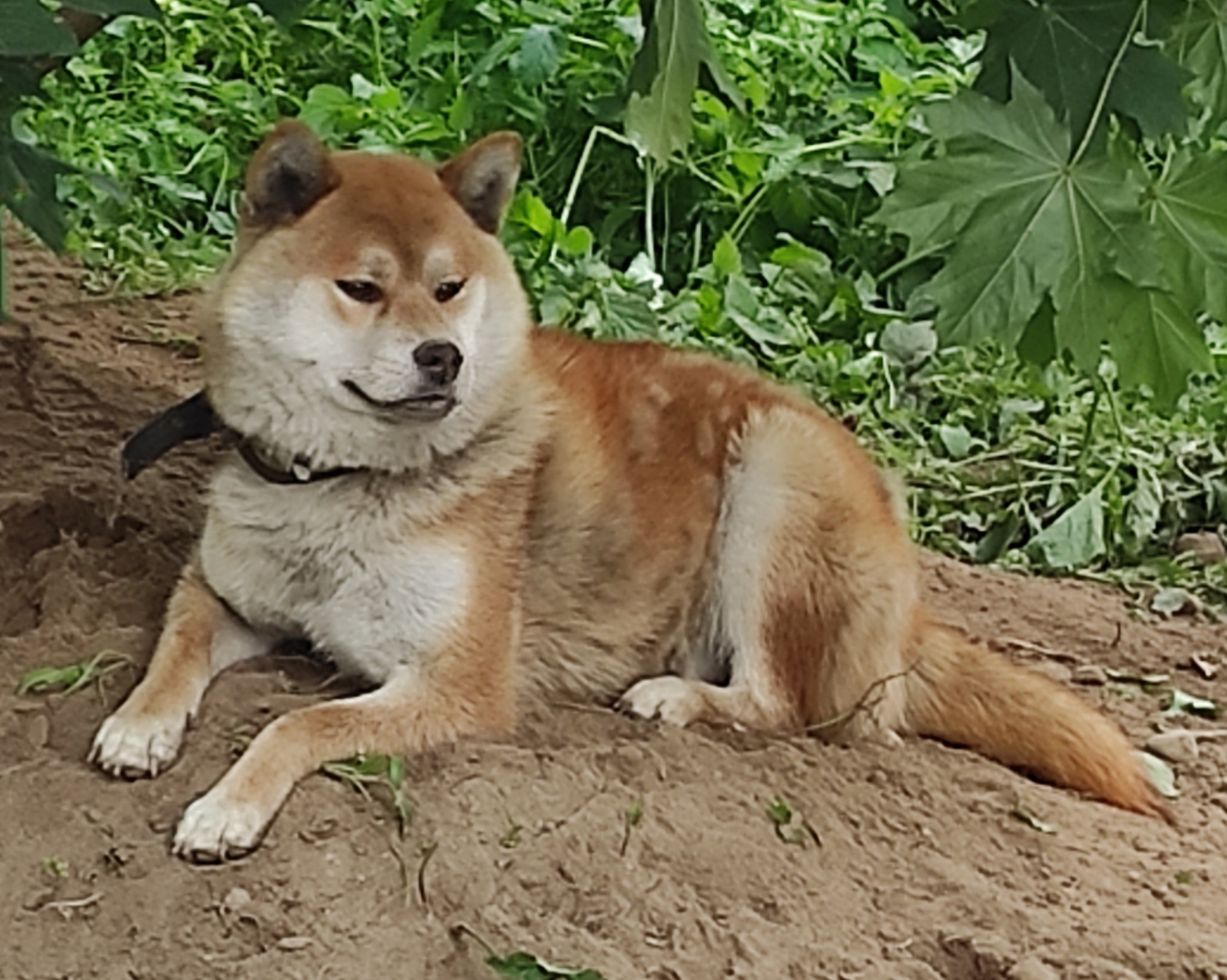 Сиба    Ганжи * Yuzhyy Solnechnyy Pes Ganji  Кобель сиба питомник Рубилайт