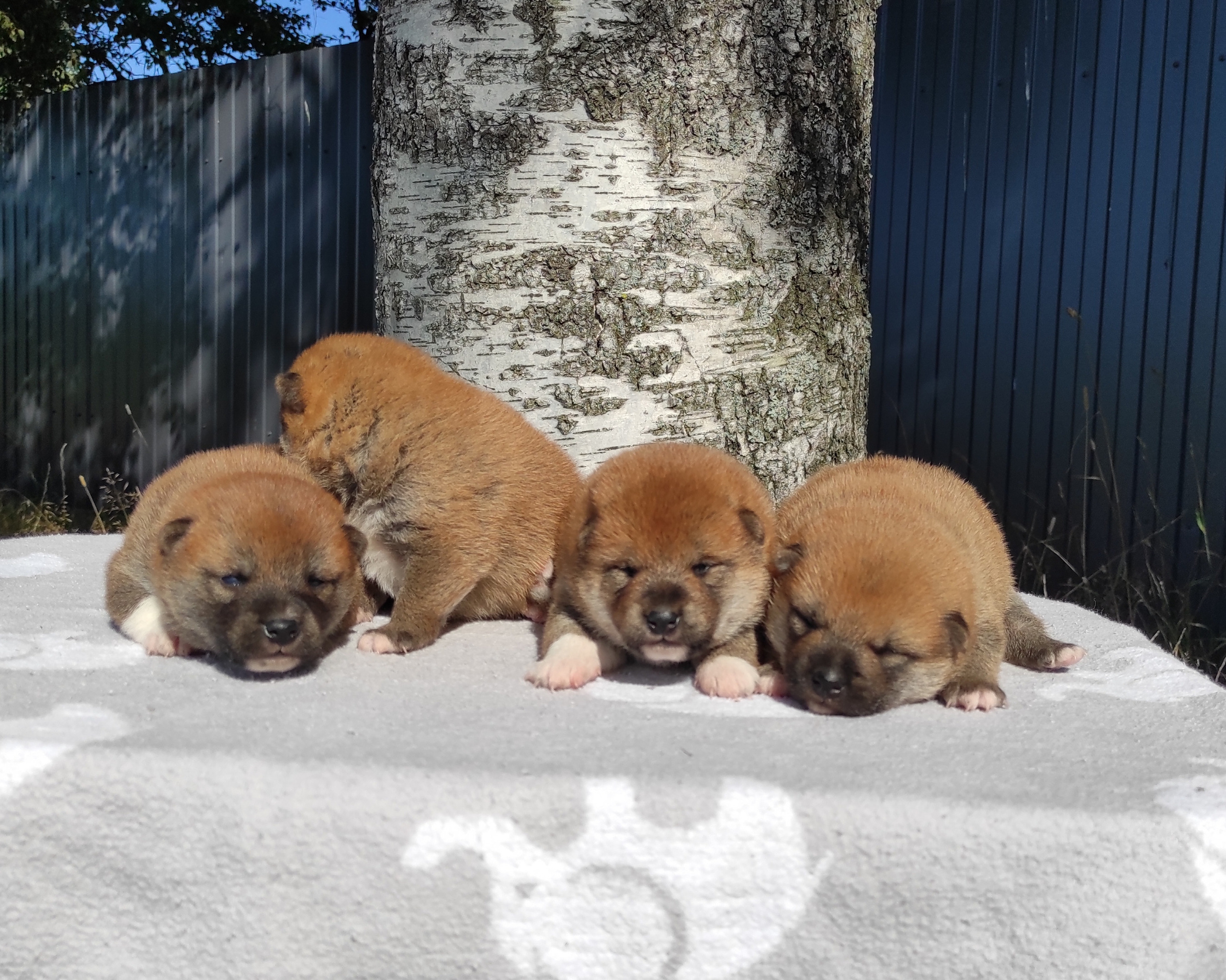 Сиба Rubylight литер Y питомник Рубилайт 