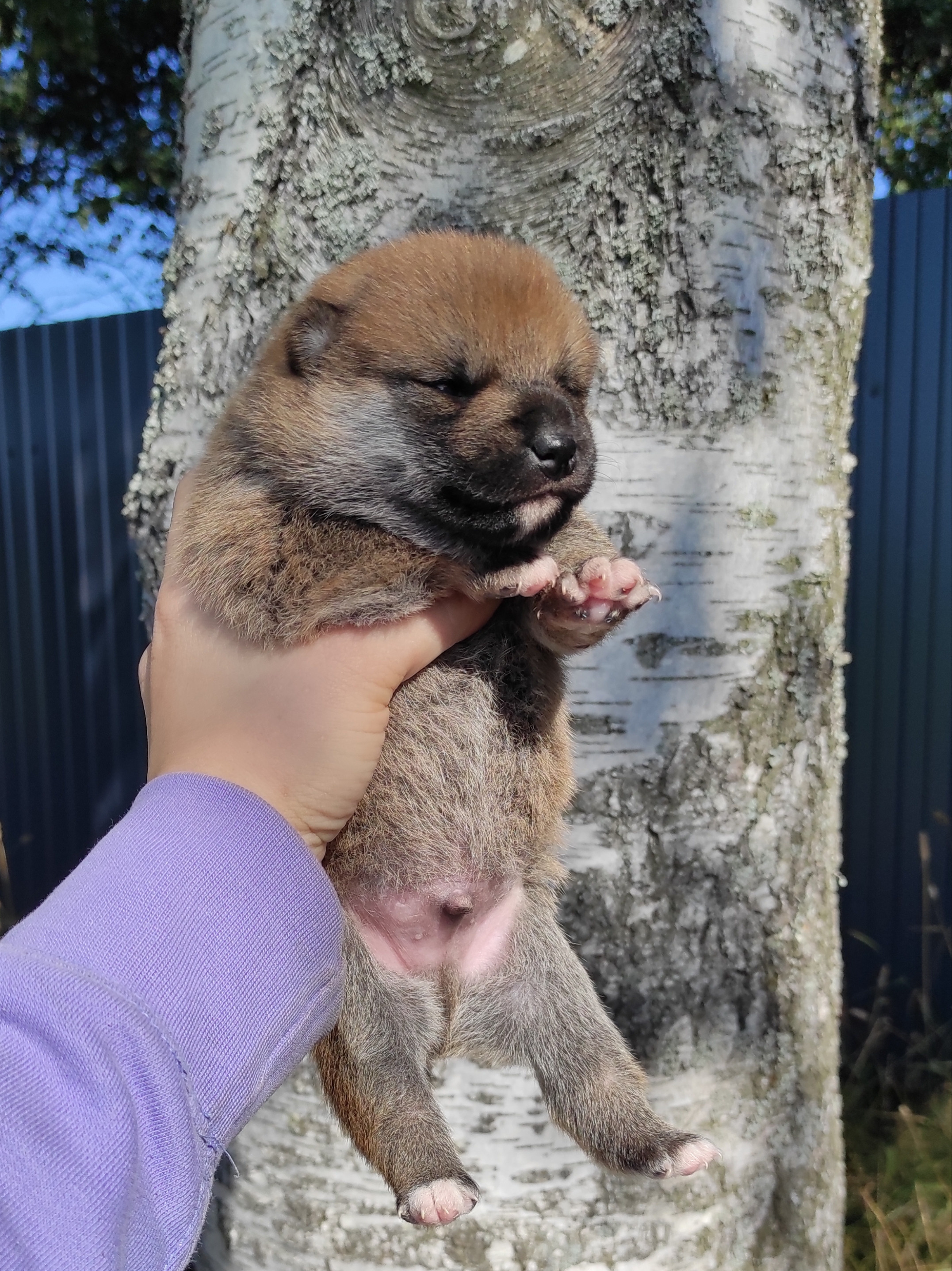 Сиба Rubylight Yoshayo питомник Рубилайт 