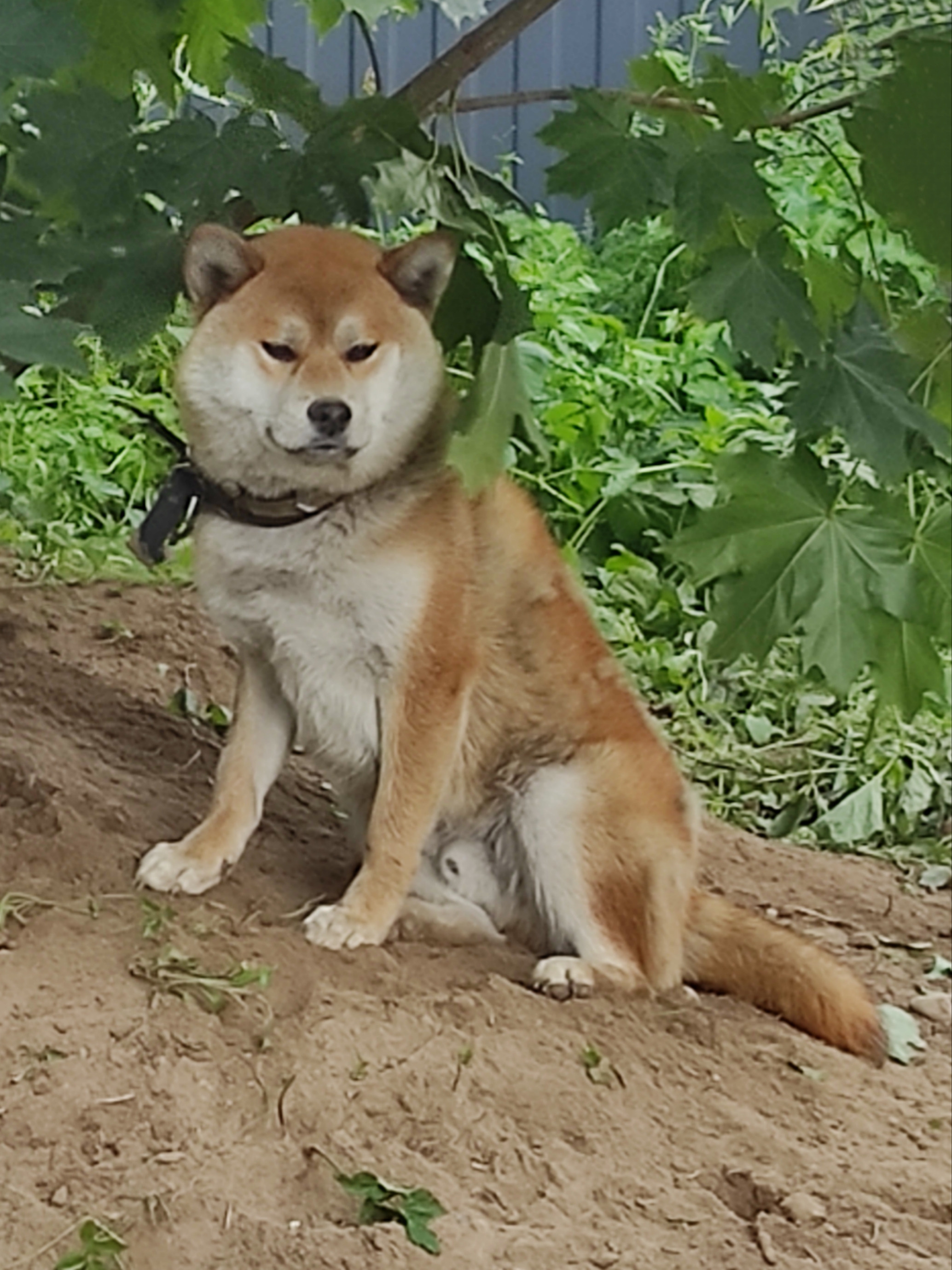 Сиба    Ганжи * Yuzhyy Solnechnyy Pes Ganji  Кобель сиба питомник Рубилайт