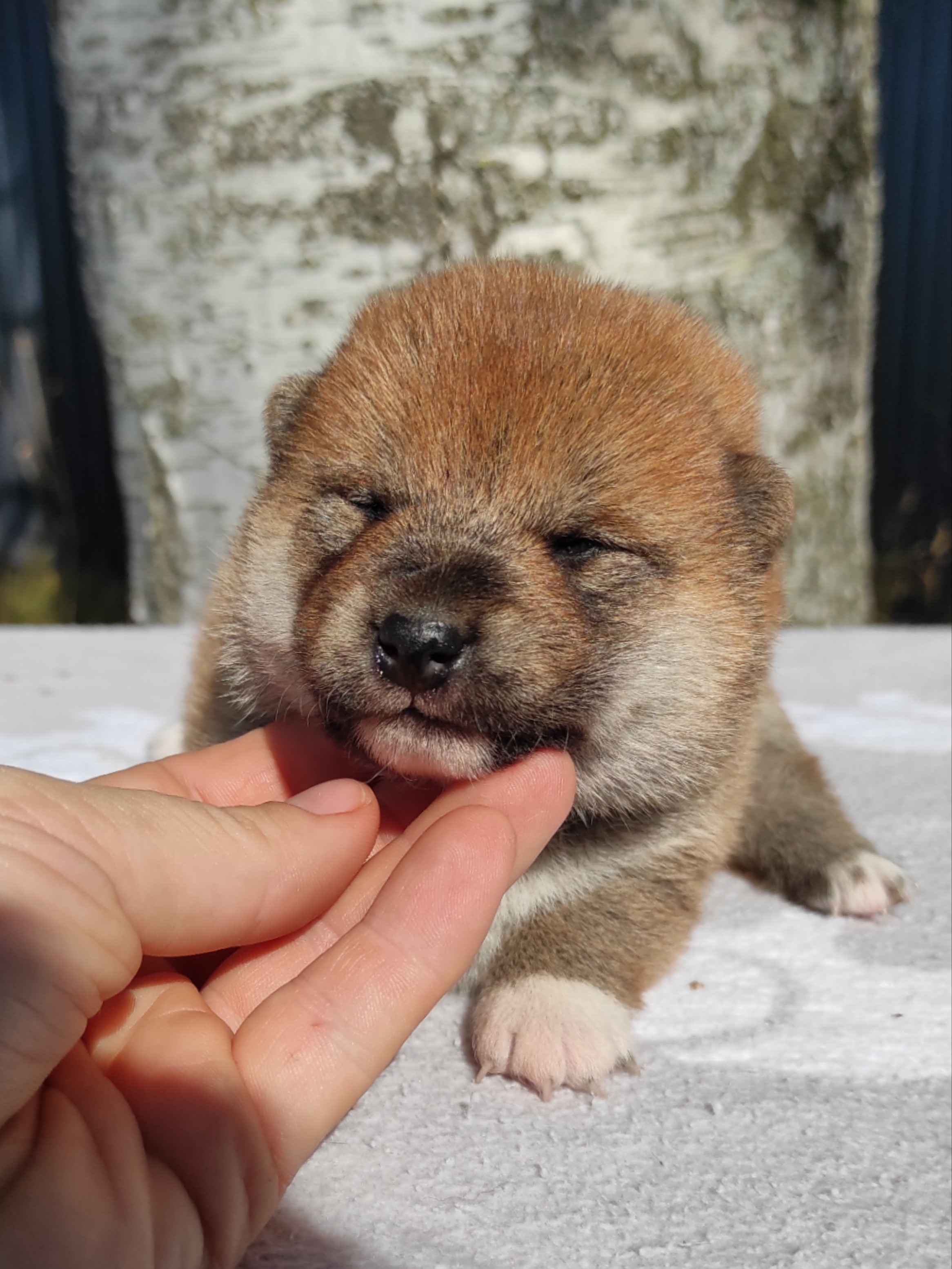 Сиба Rubylight Yumi питомник Рубилайт 