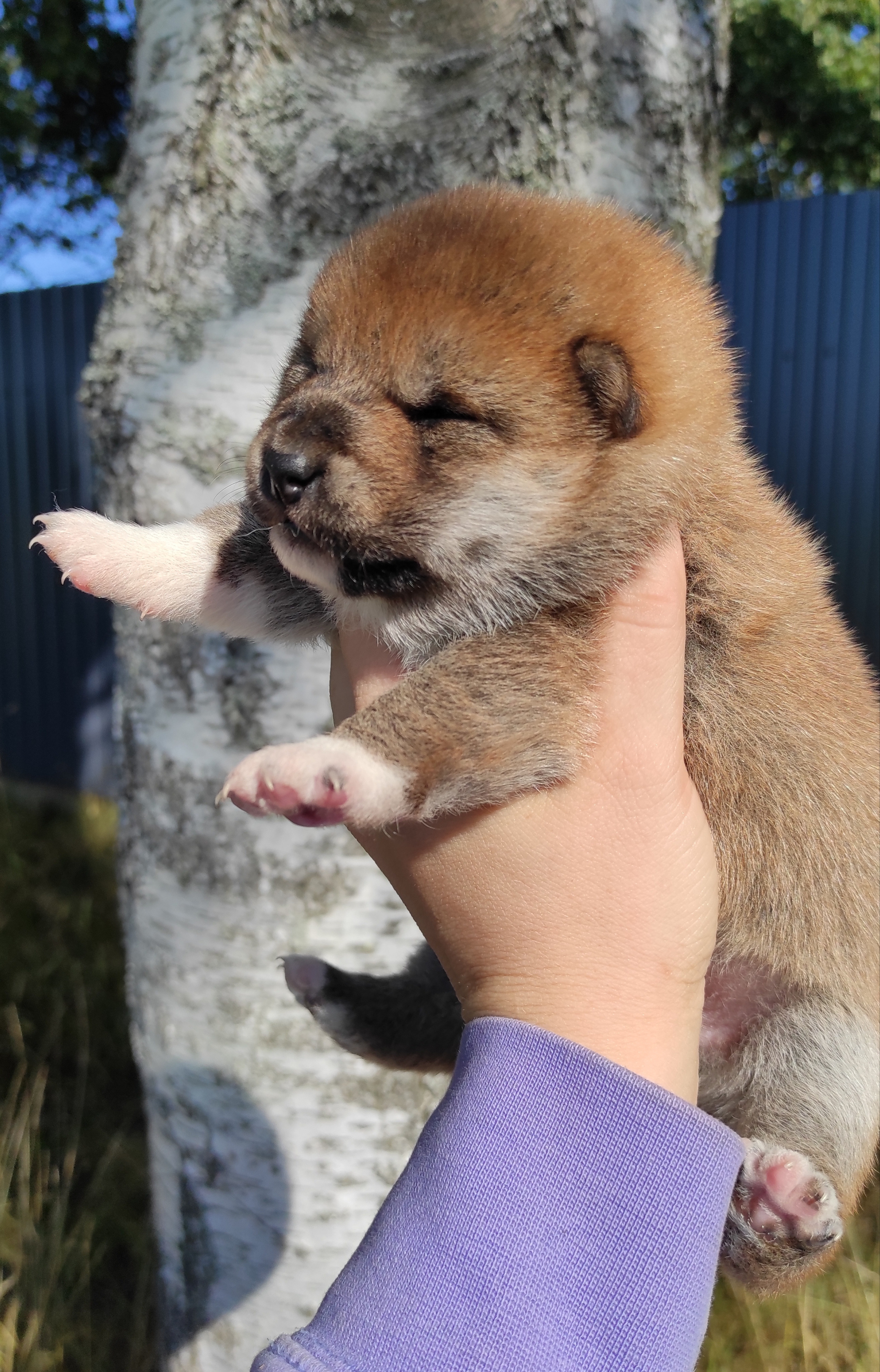 Сиба Rubylight Yumi питомник Рубилайт 