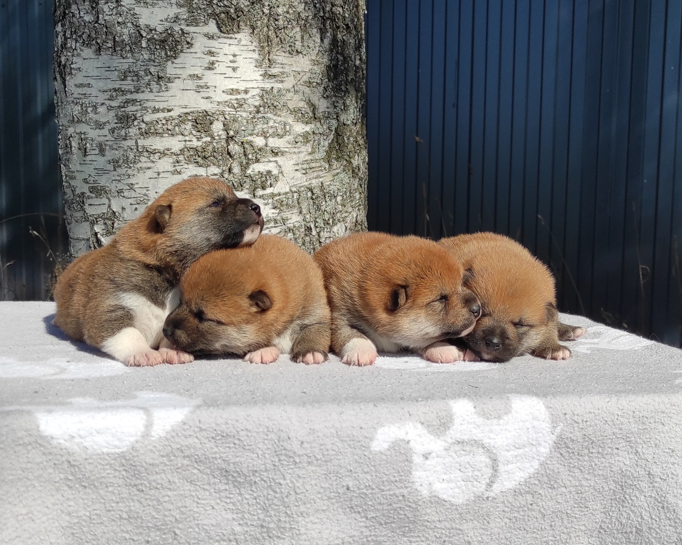 Сиба Rubylight литер Y питомник Рубилайт 