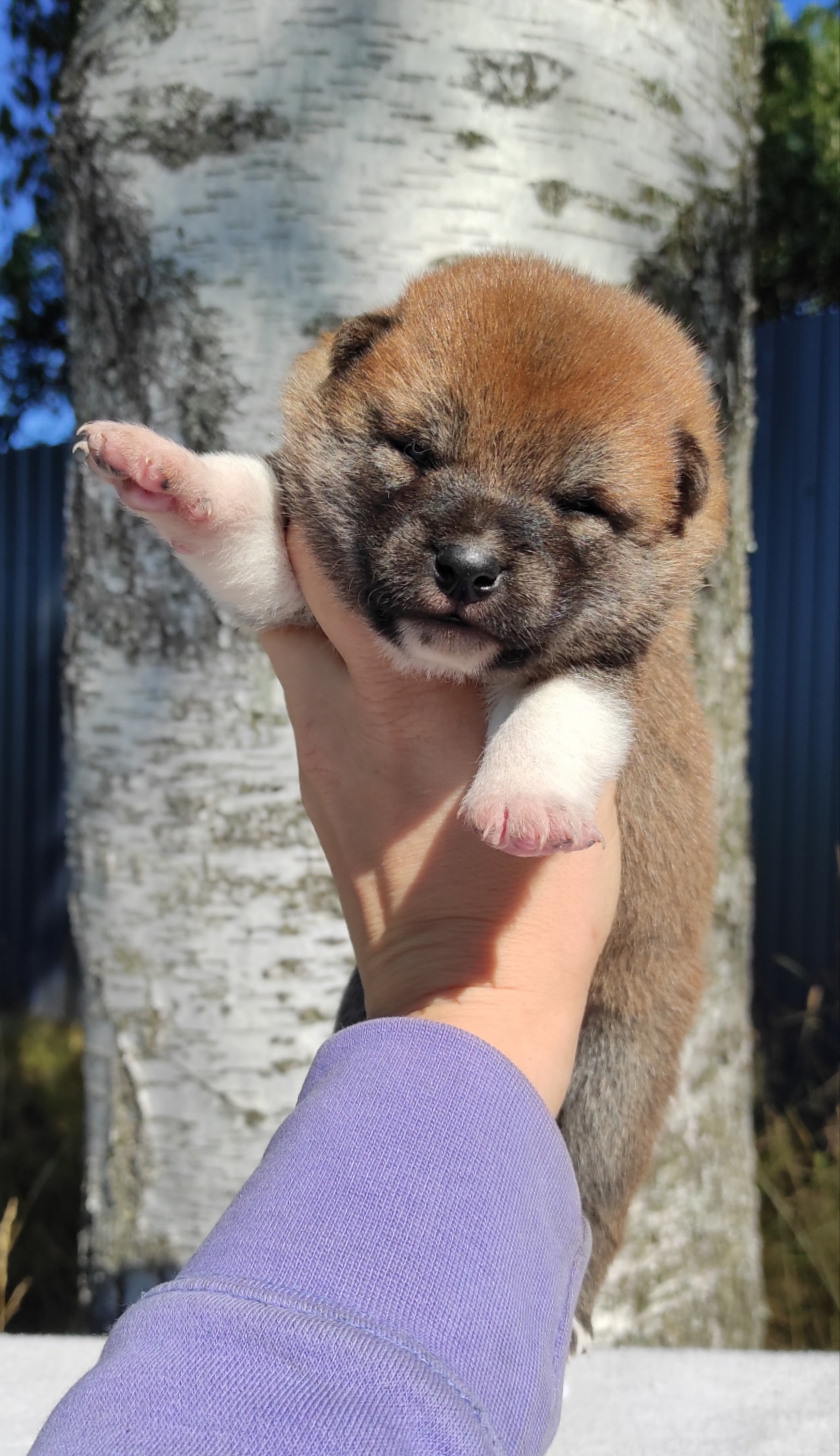 Сиба Rubylight Yoshiro питомник Рубилайт 