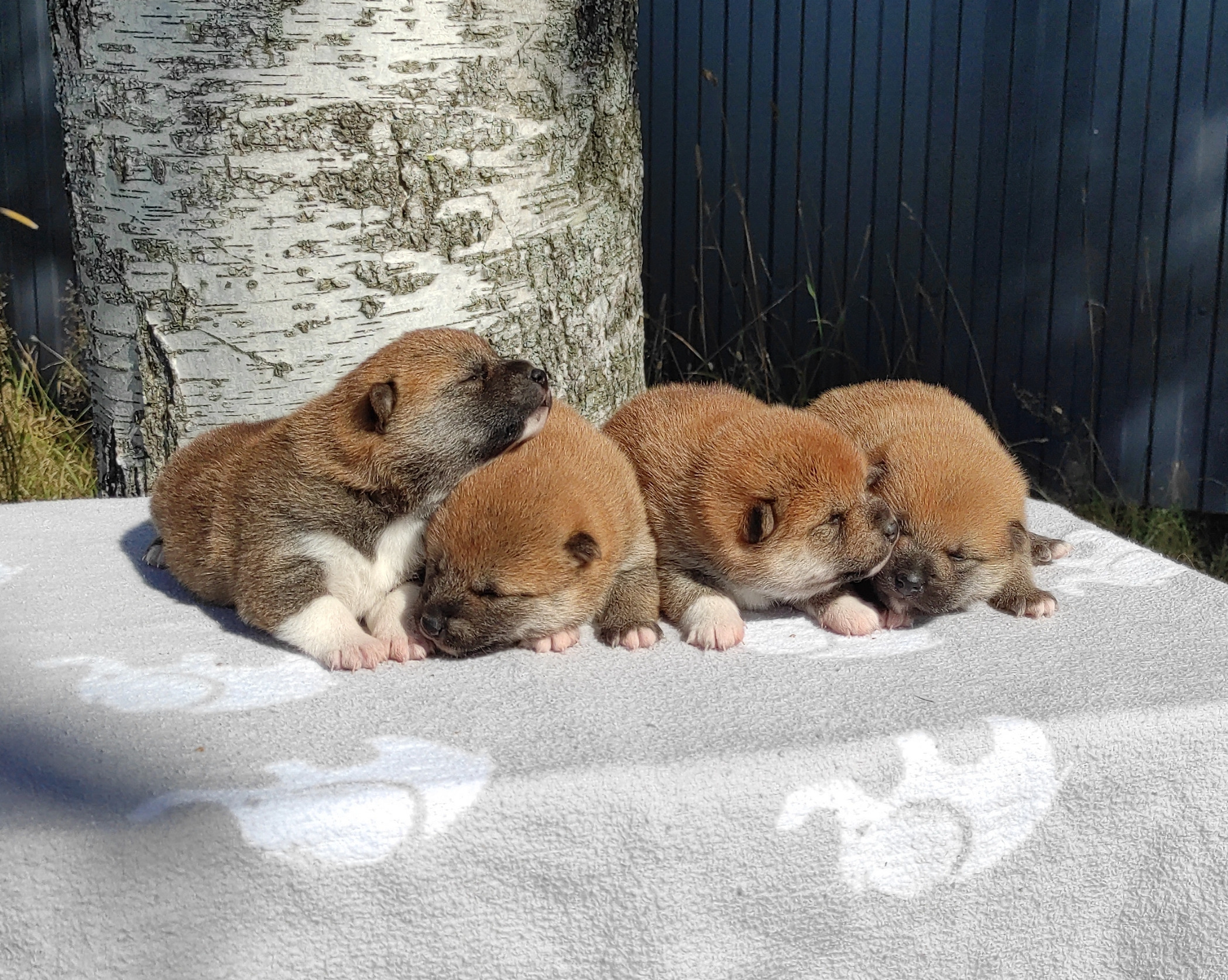 Сиба Rubylight литер Y питомник Рубилайт 