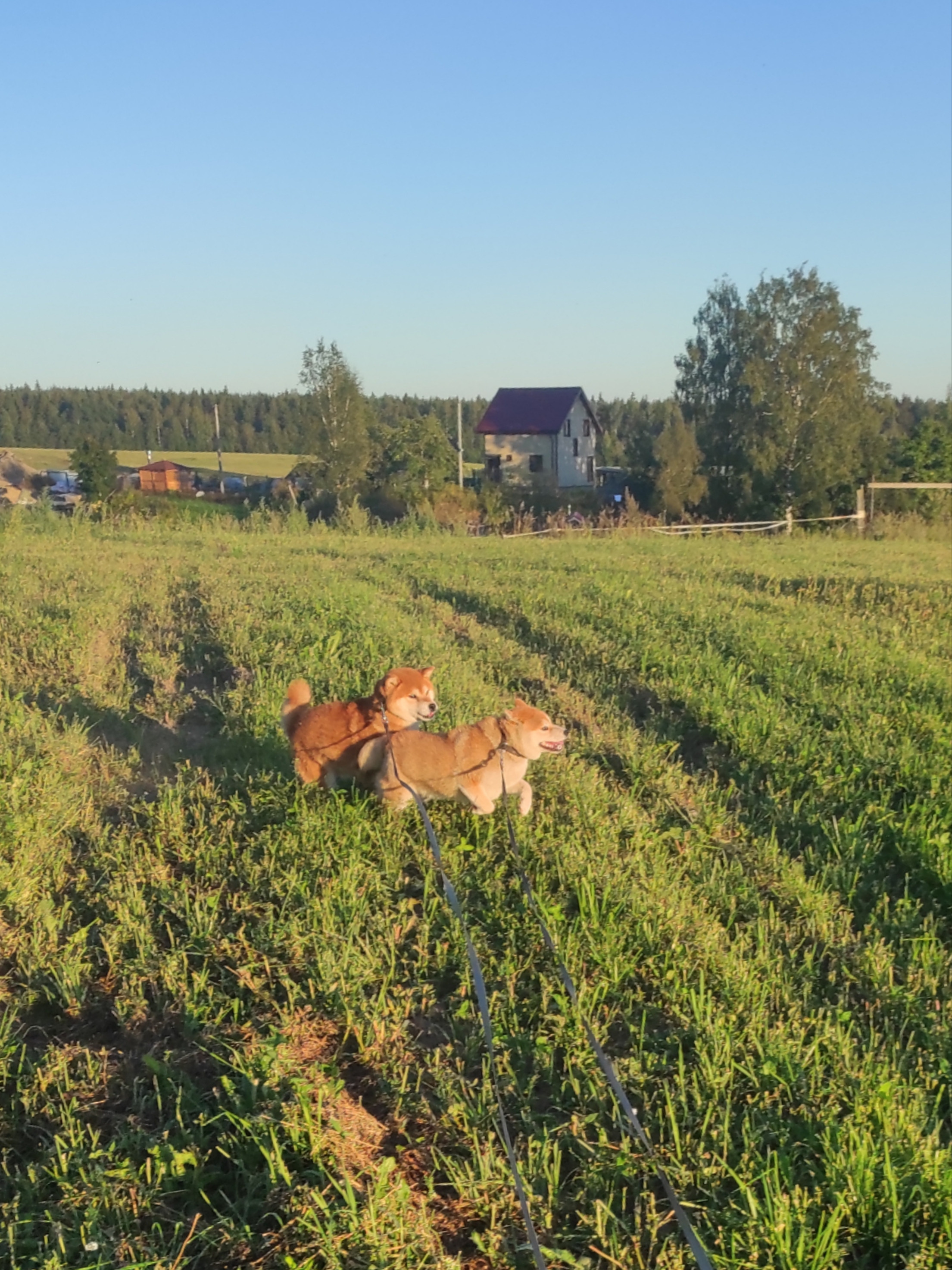 Питомник Рубилайт Сиба Ассоль * HANDZIMEMESITE ASOLL щенки сиба купить Санкт-Петербург 