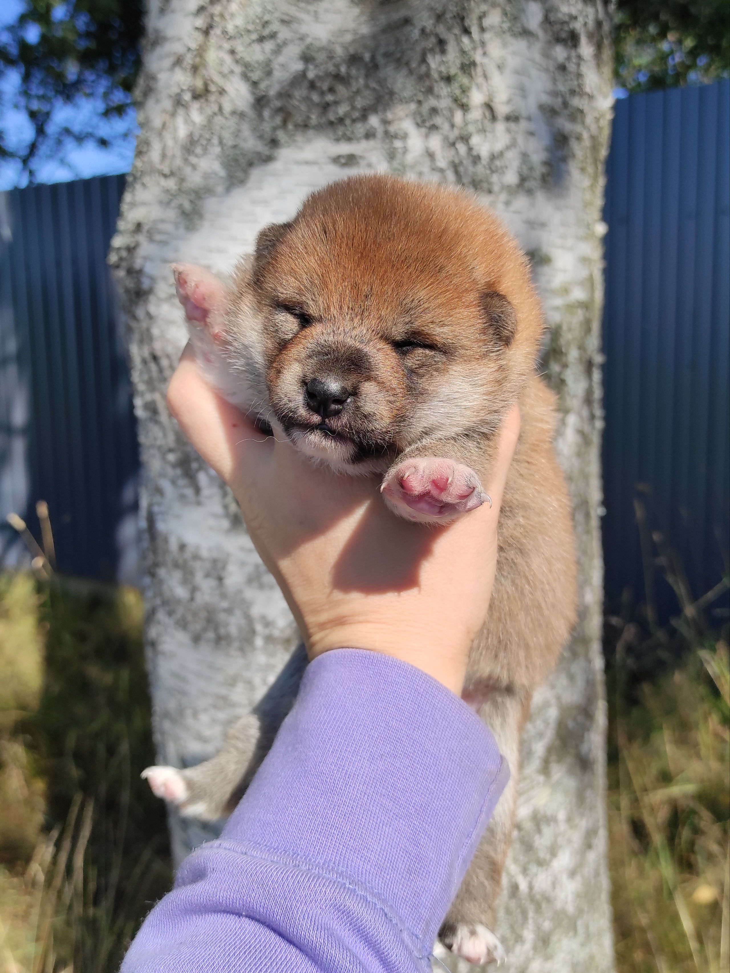 Сиба Rubylight Yumi питомник Рубилайт 