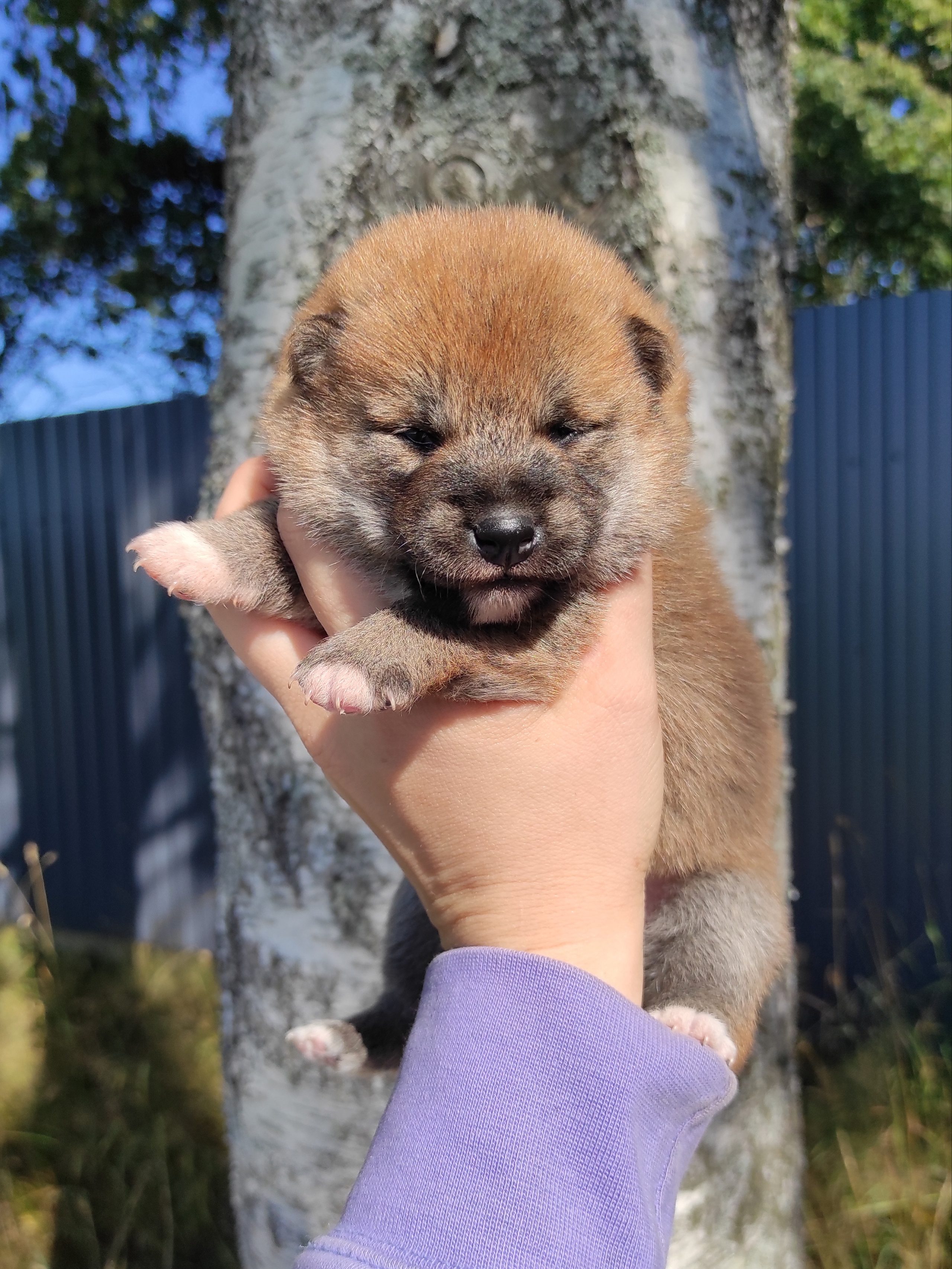 Сиба Rubylight Yuta питомник Рубилайт 