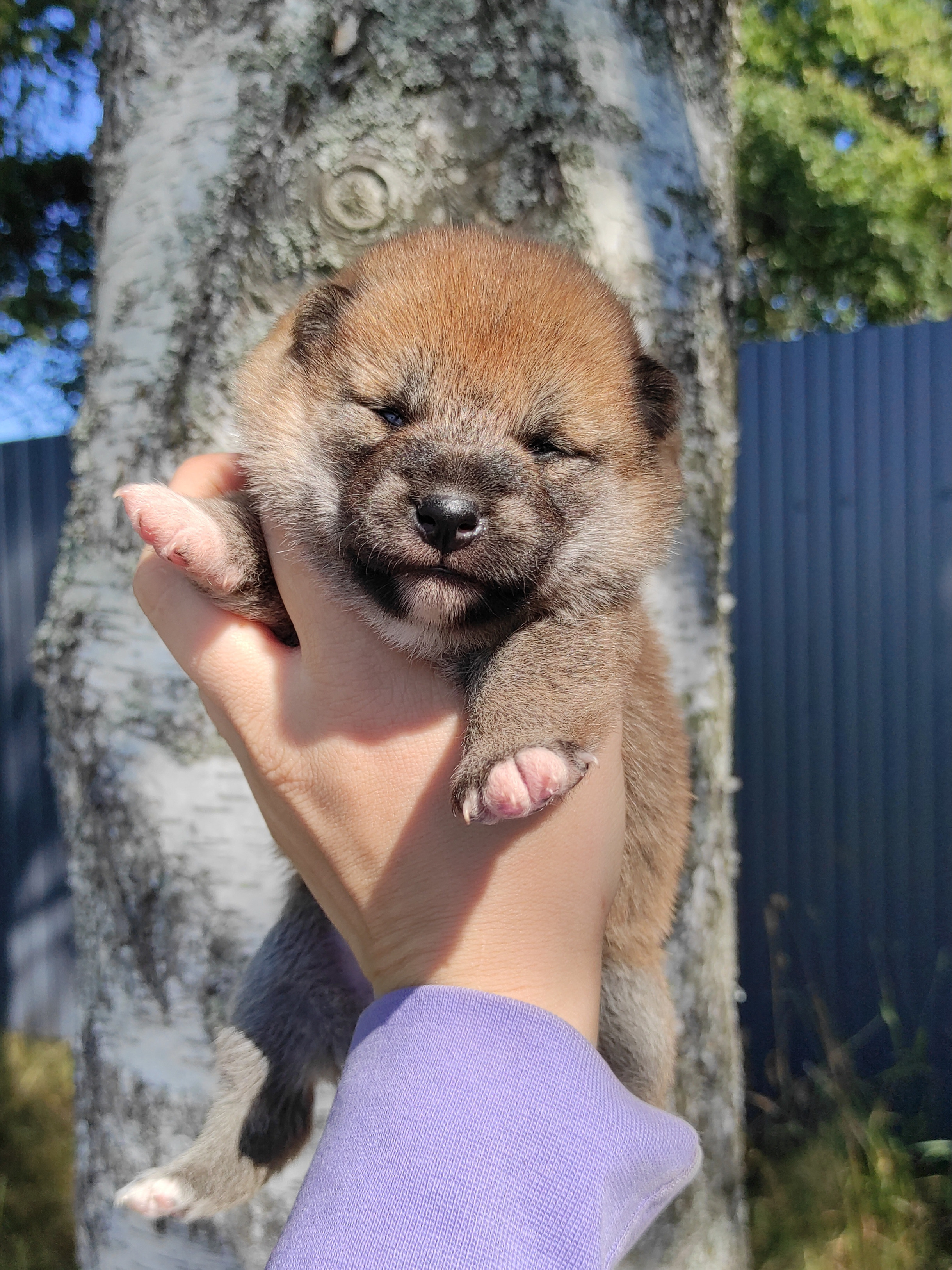 Сиба Rubylight Yuta питомник Рубилайт 