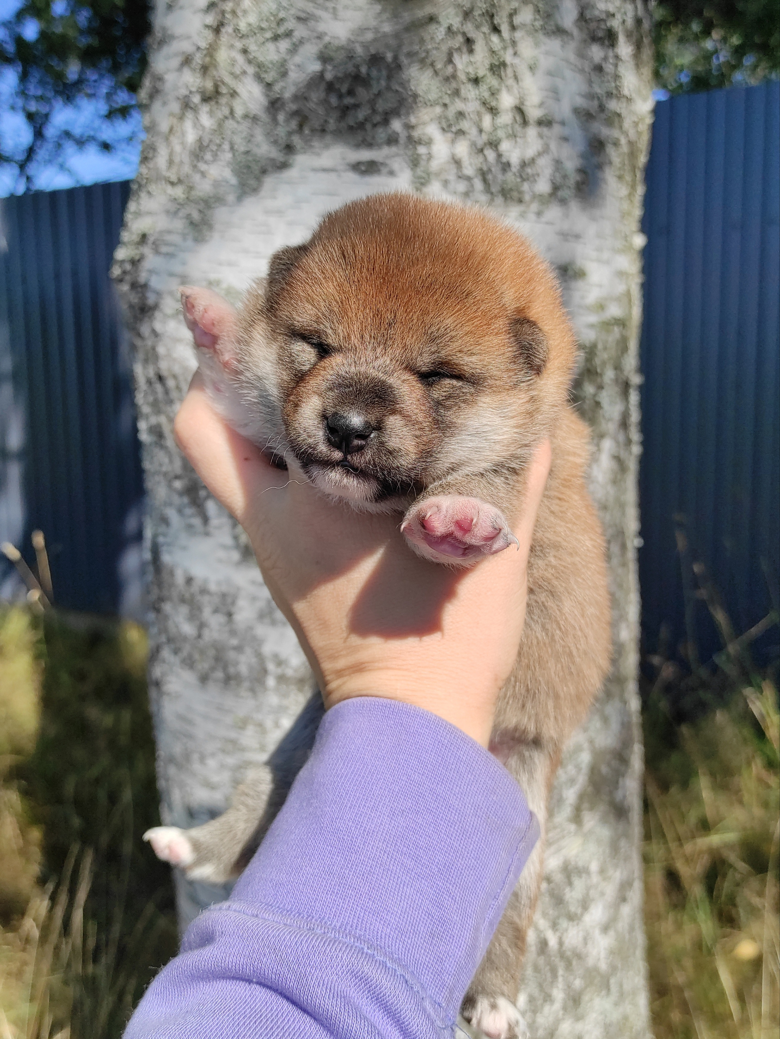 Сиба Rubylight Yumi питомник Рубилайт 