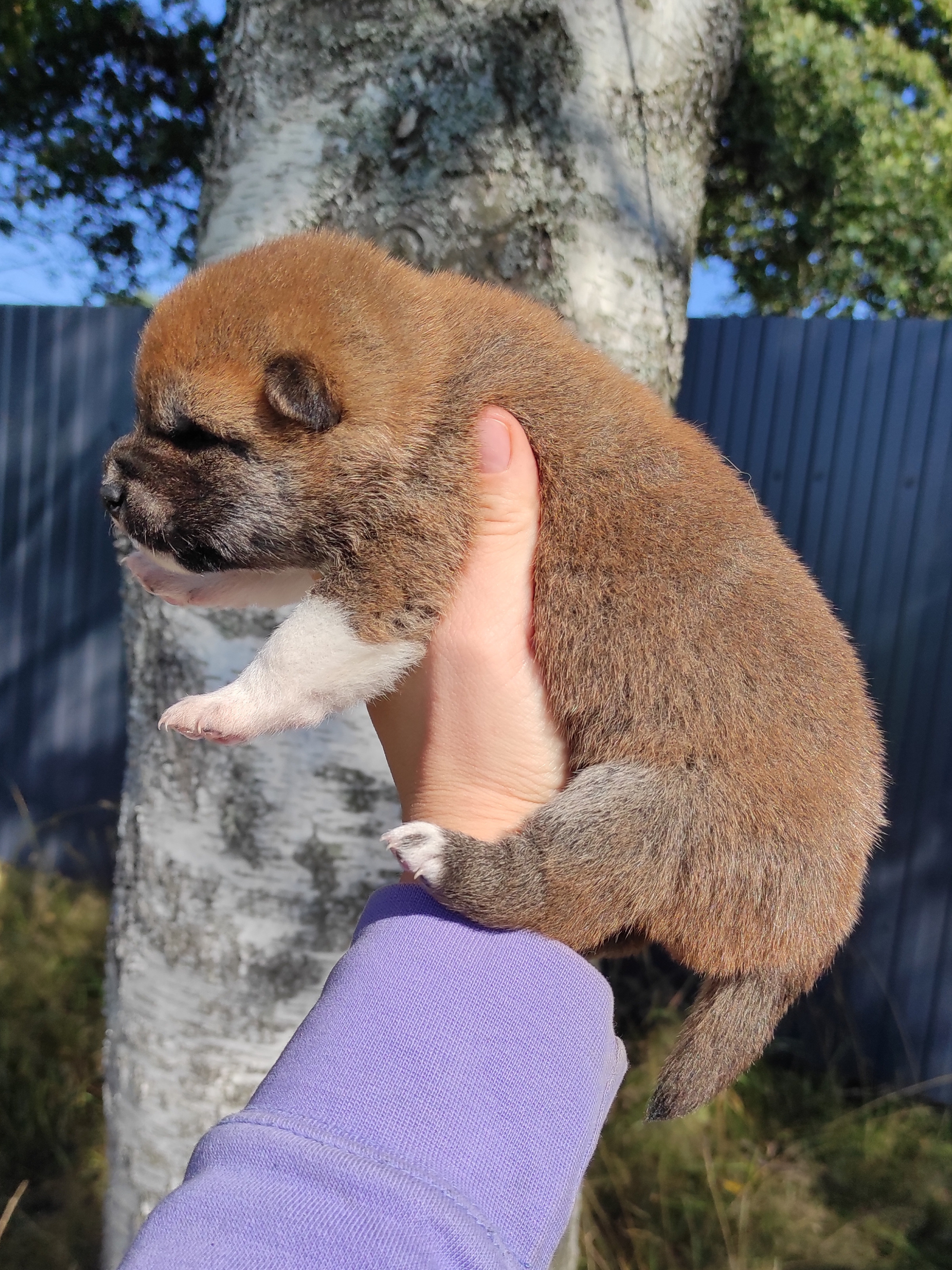 Сиба Rubylight Yoshiro питомник Рубилайт 