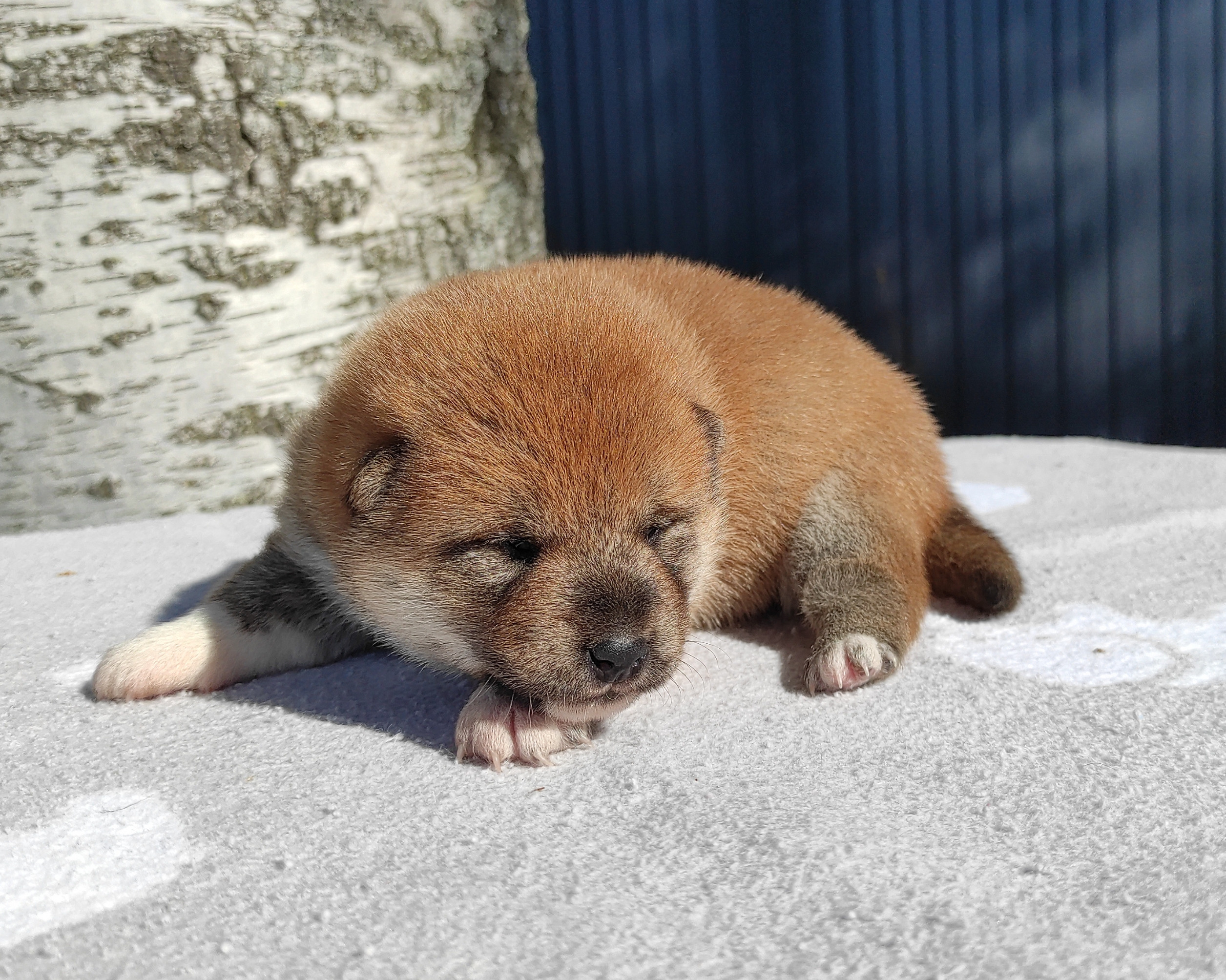 Сиба Rubylight Yumi питомник Рубилайт 