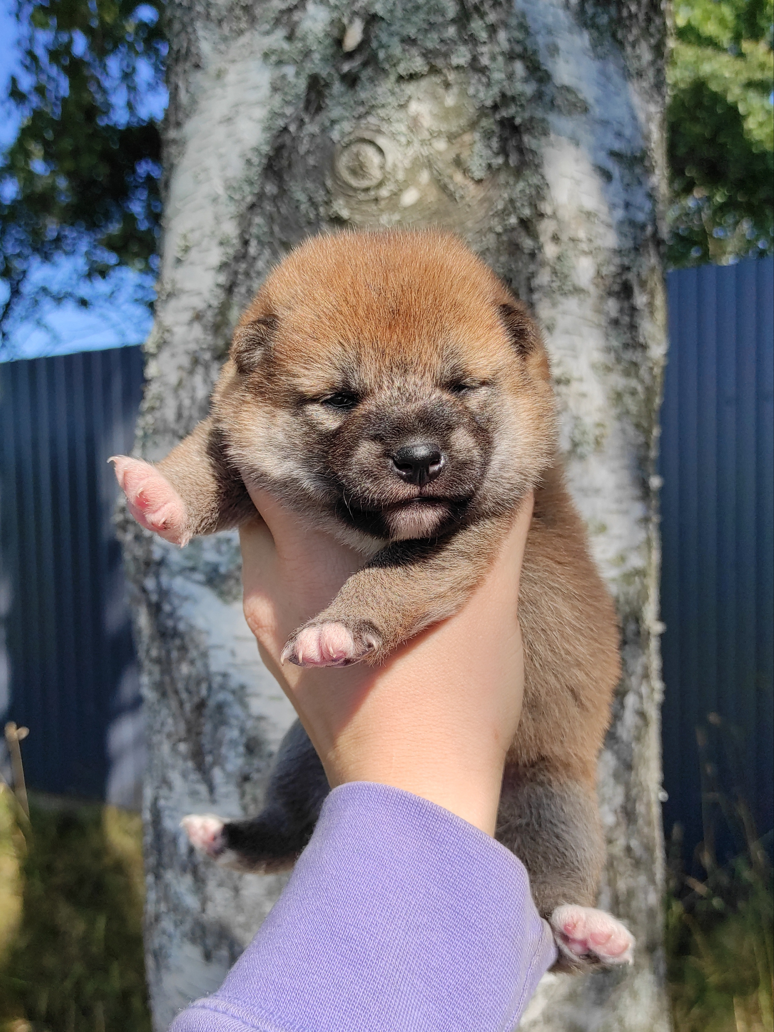 Сиба Rubylight Yuta питомник Рубилайт 