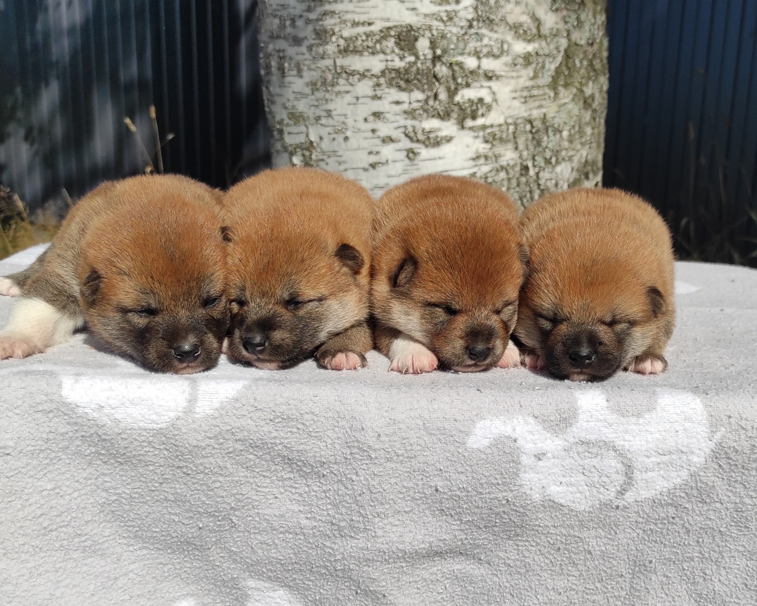 Сиба Rubylight литер Y питомник Рубилайт 