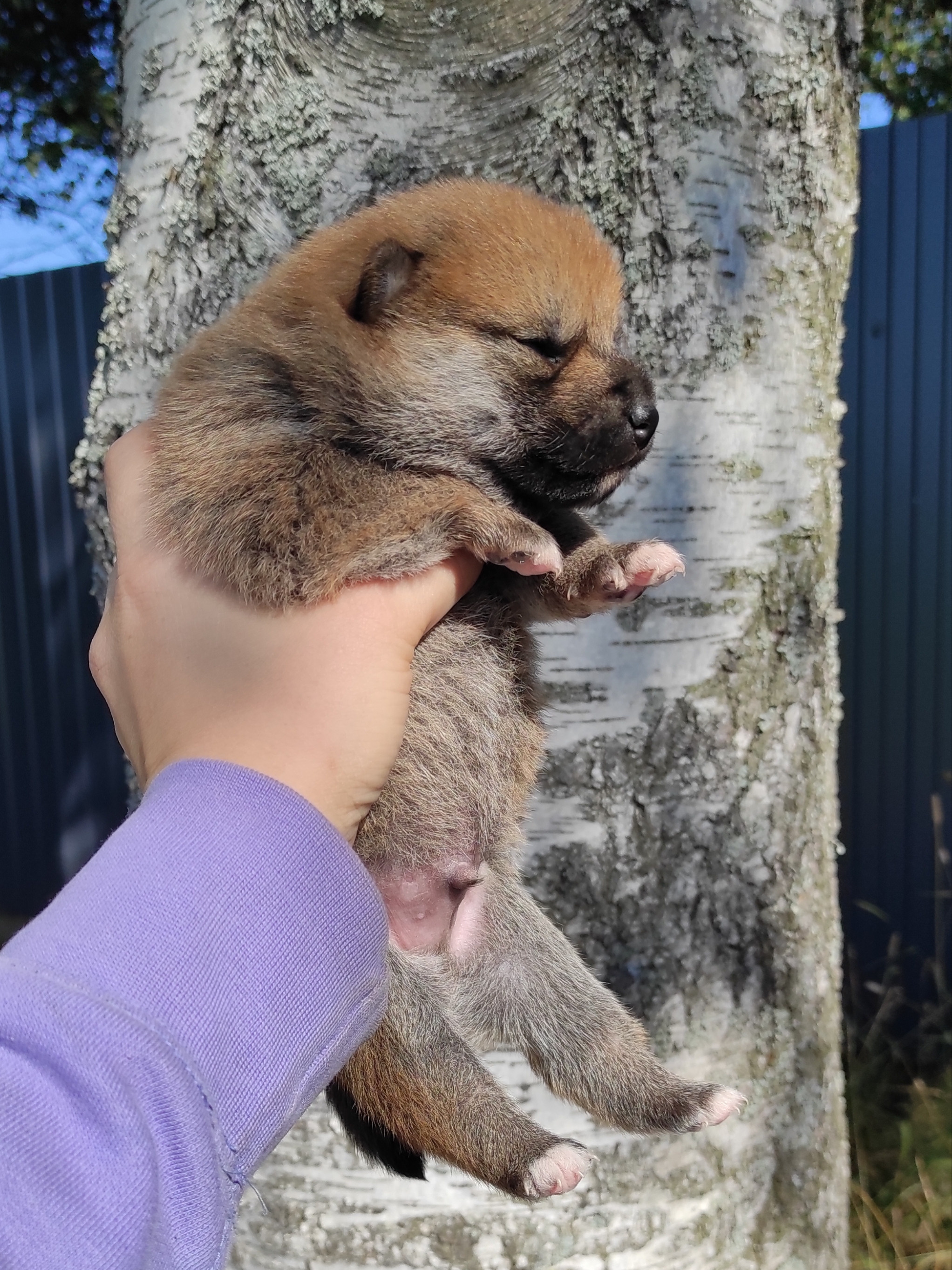 Сиба Rubylight Yoshayo питомник Рубилайт 