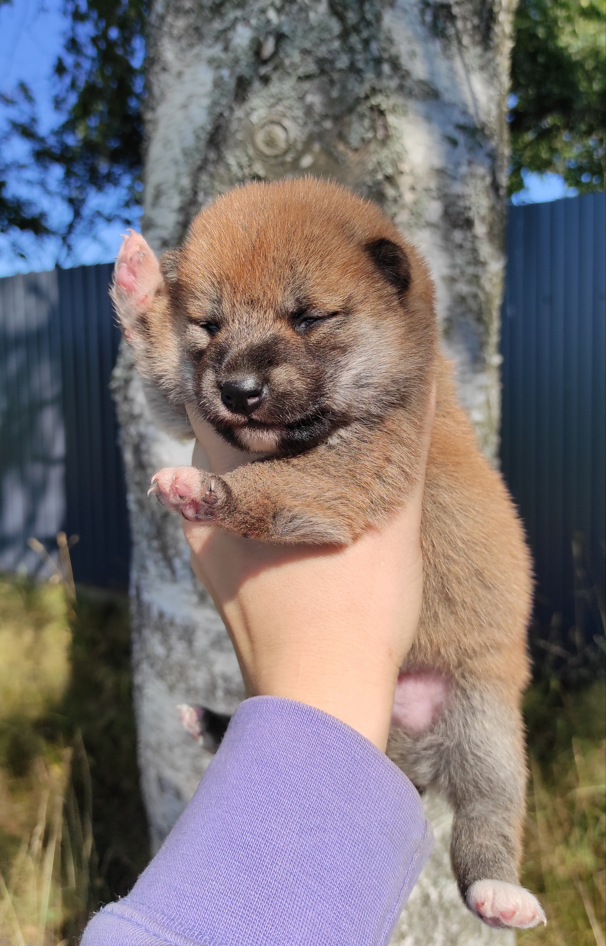 Сиба Rubylight Yuta питомник Рубилайт 