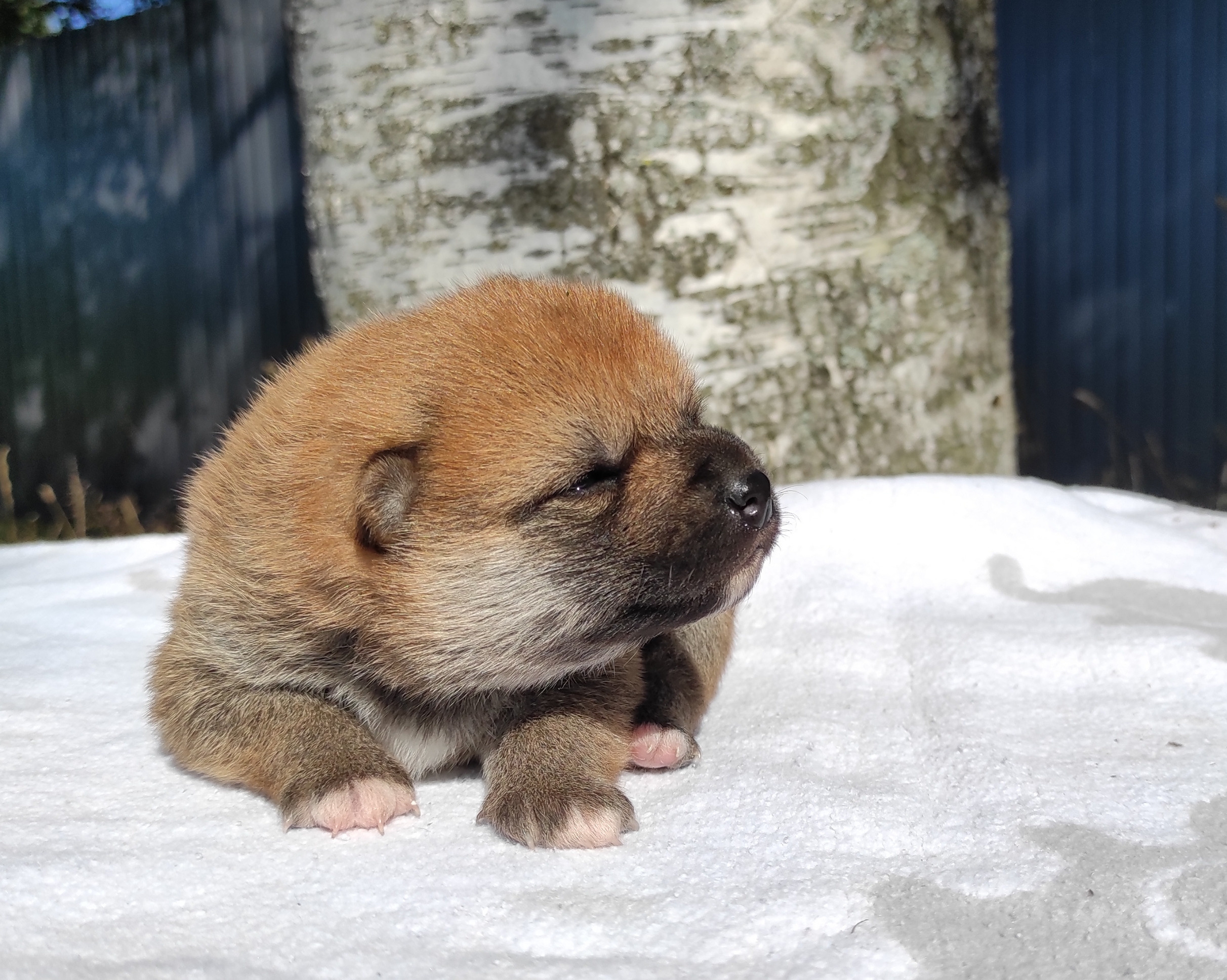 Сиба Rubylight Yoshayo питомник Рубилайт 