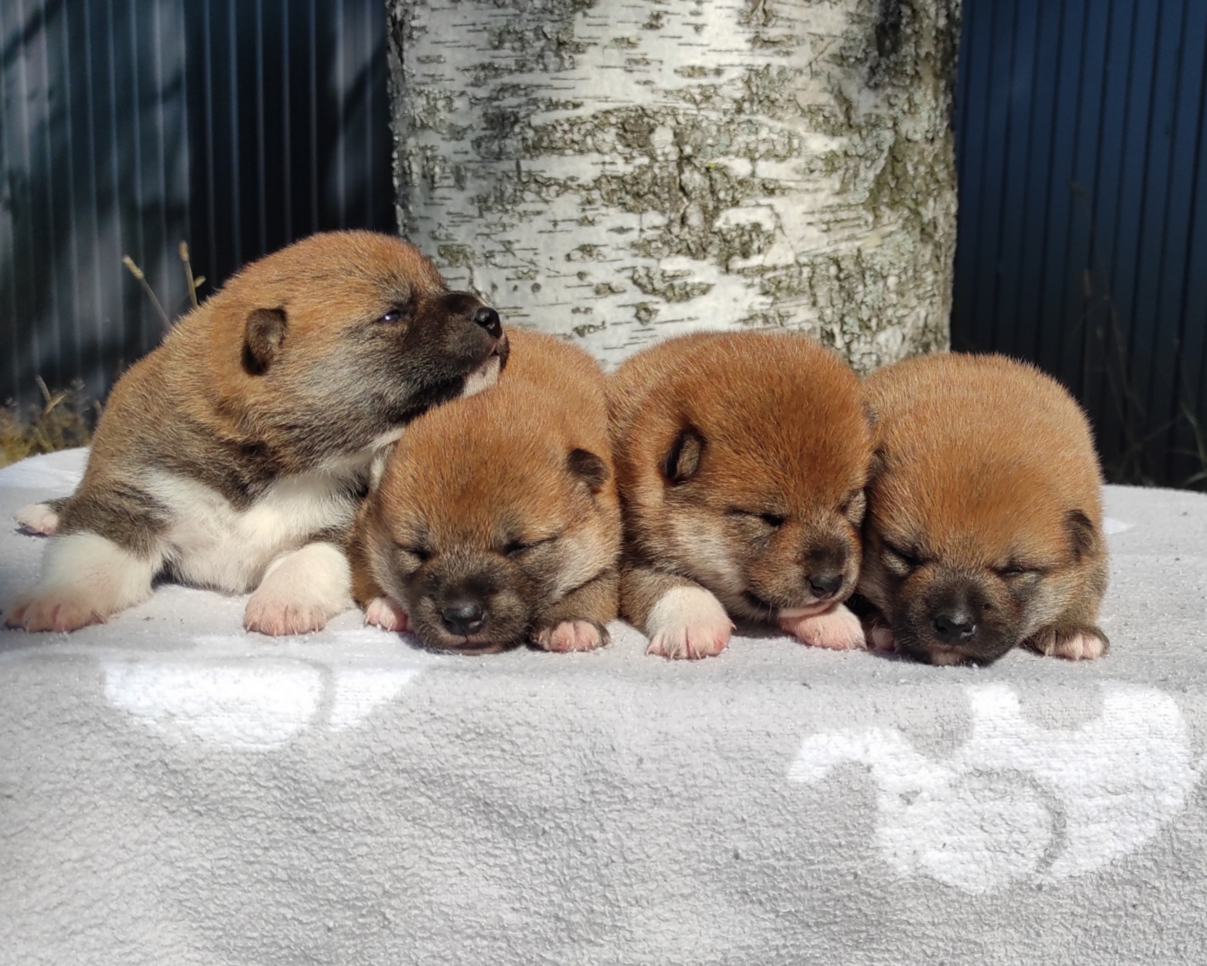 Сиба Rubylight литер Y питомник Рубилайт 