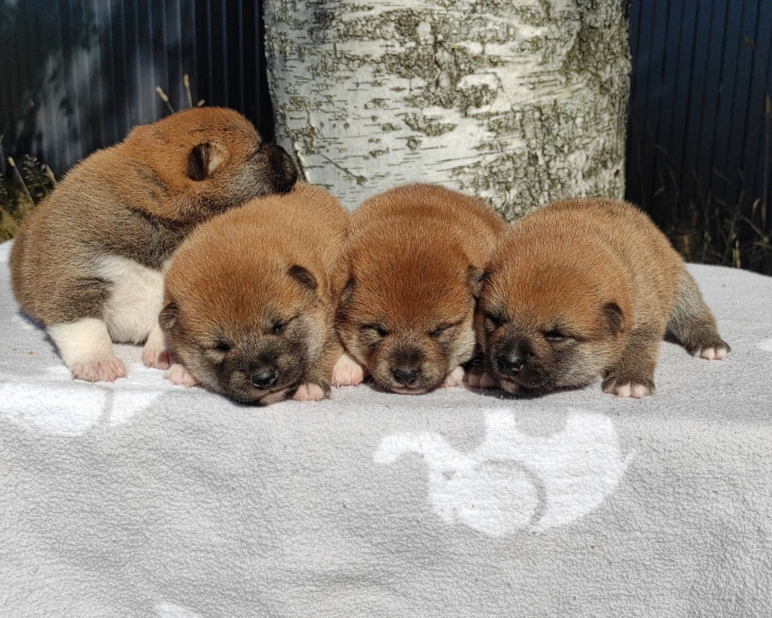 Сиба Rubylight литер Y питомник Рубилайт 