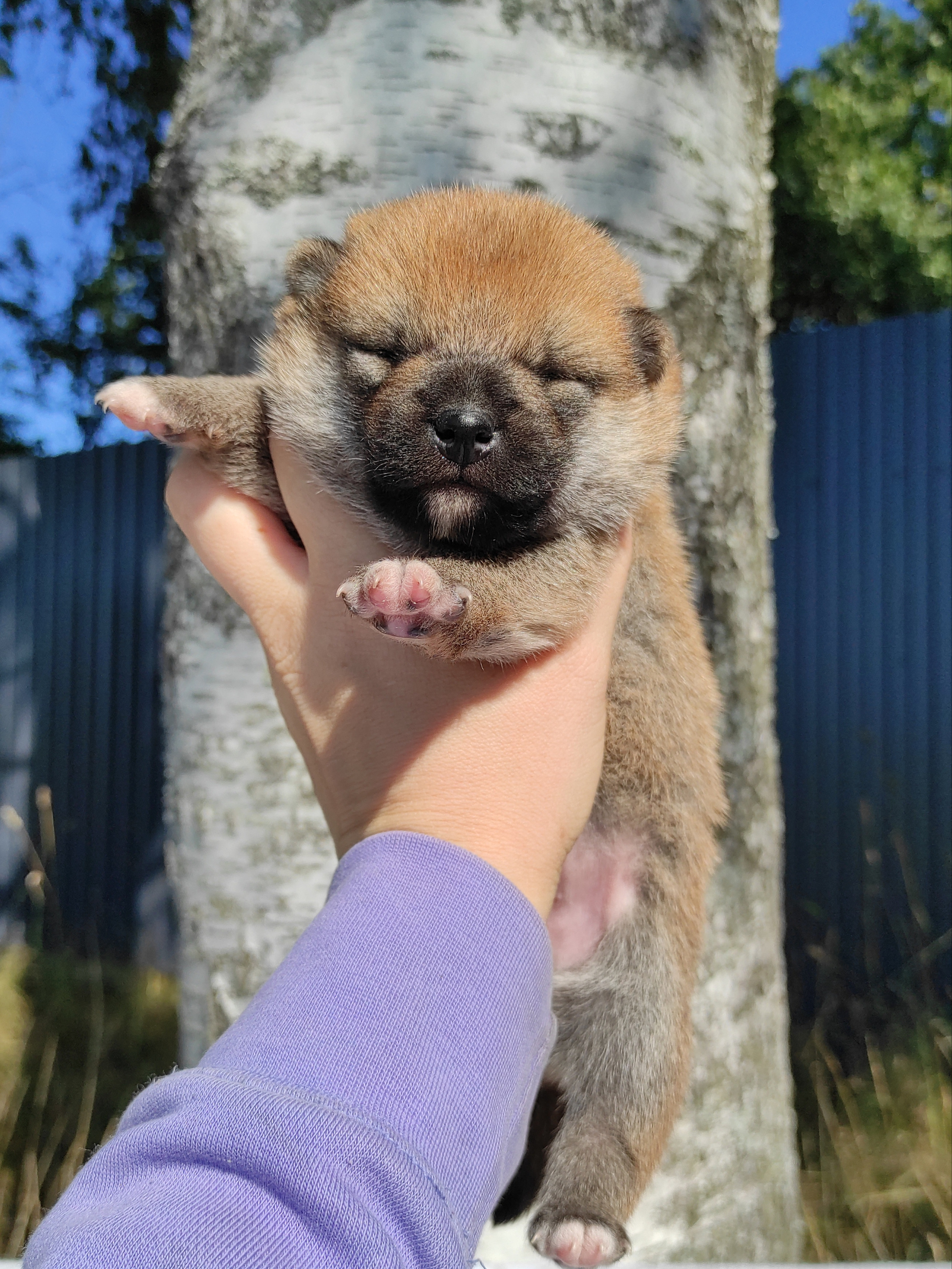 Сиба Rubylight Yoshayo питомник Рубилайт 