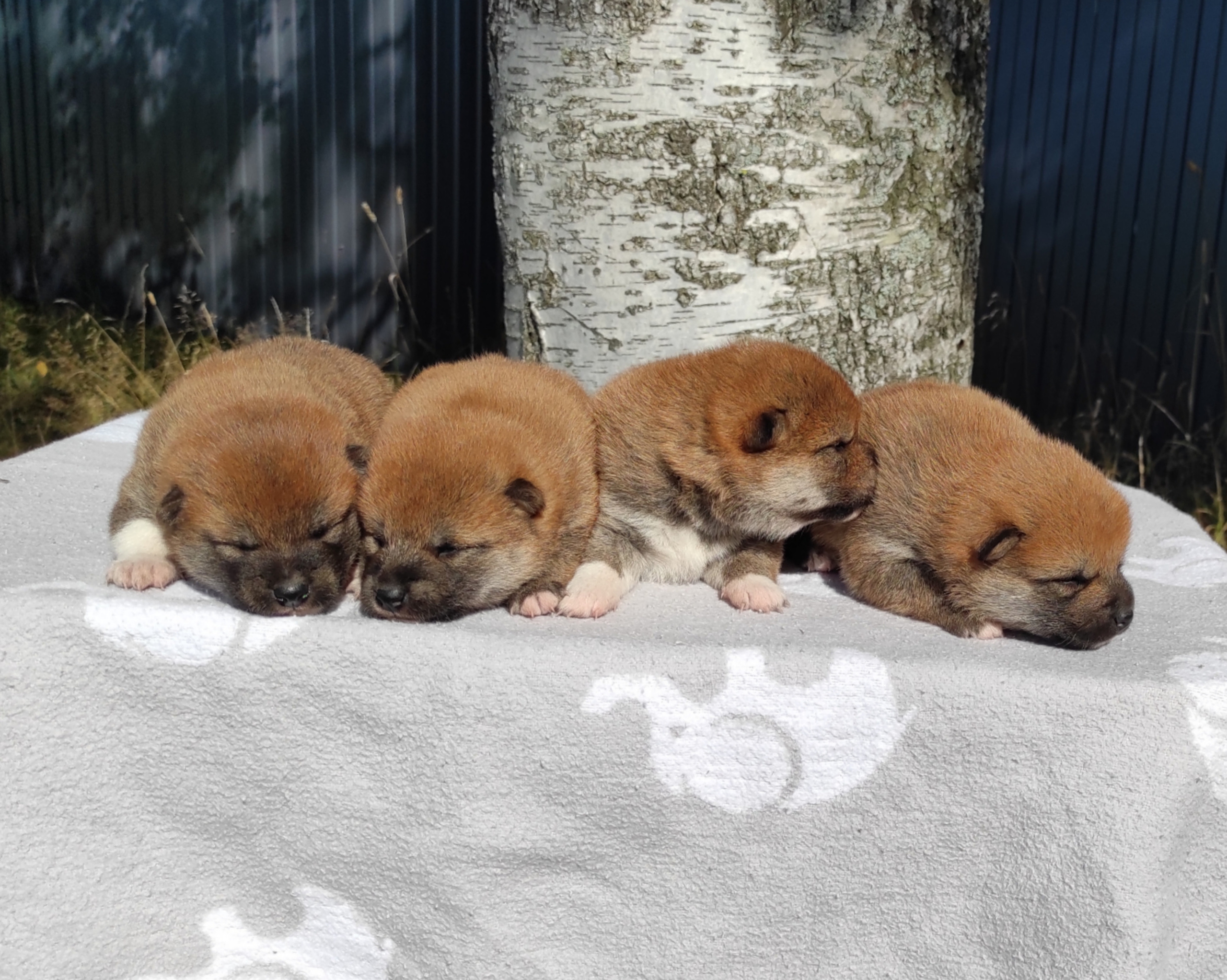 Сиба Rubylight литер Y питомник Рубилайт 