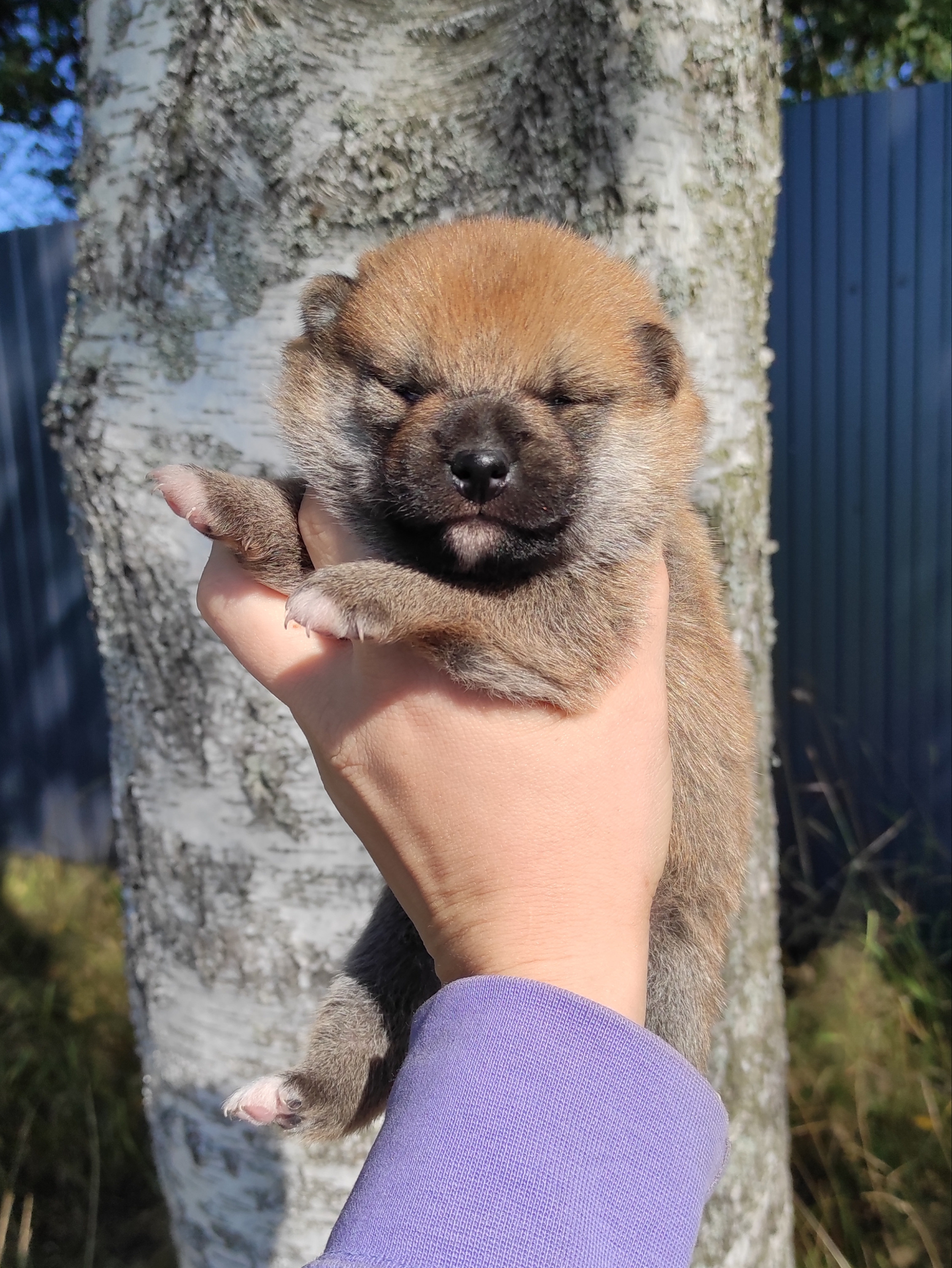 Сиба Rubylight Yoshayo питомник Рубилайт 