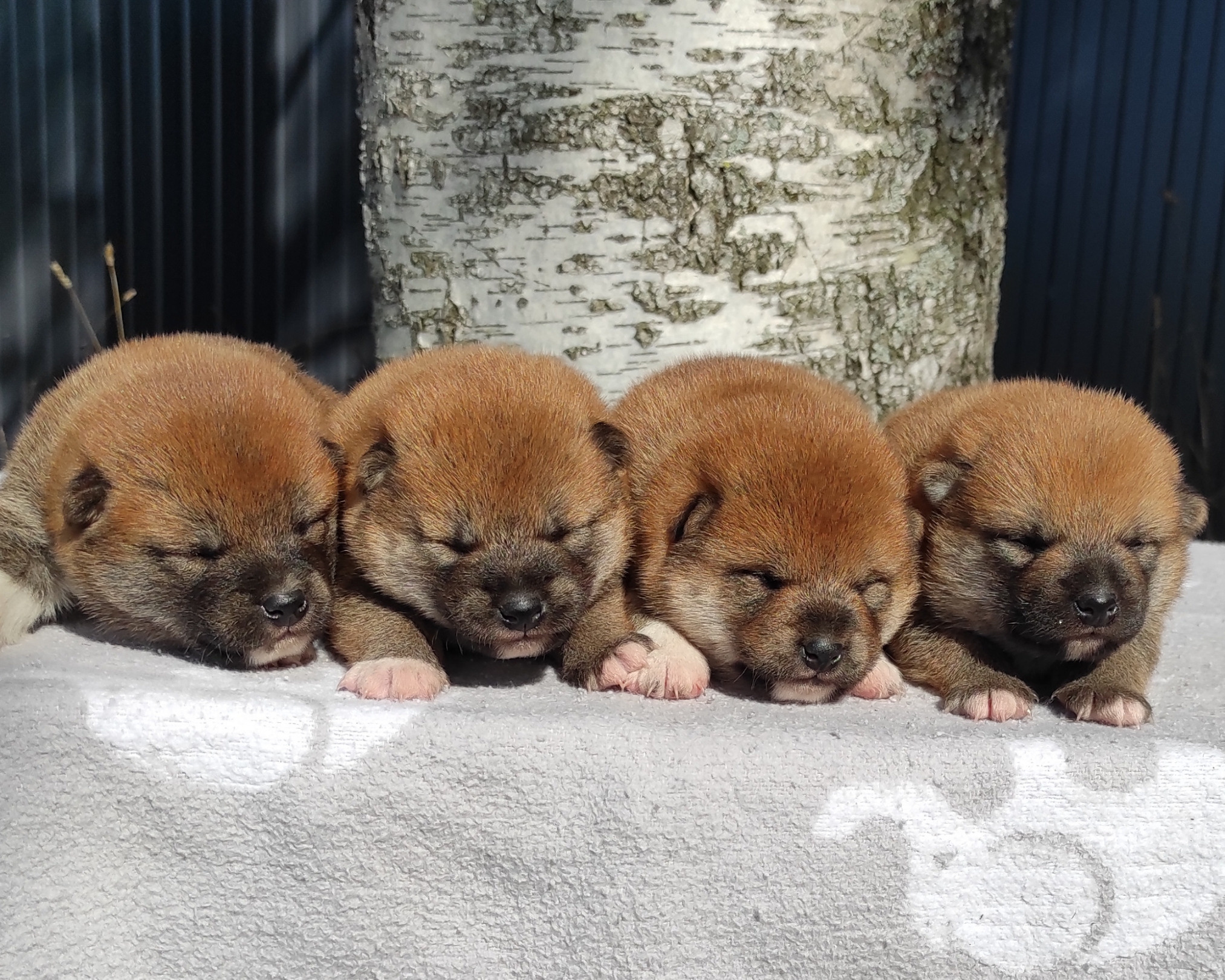 Сиба Rubylight литер Y питомник Рубилайт 