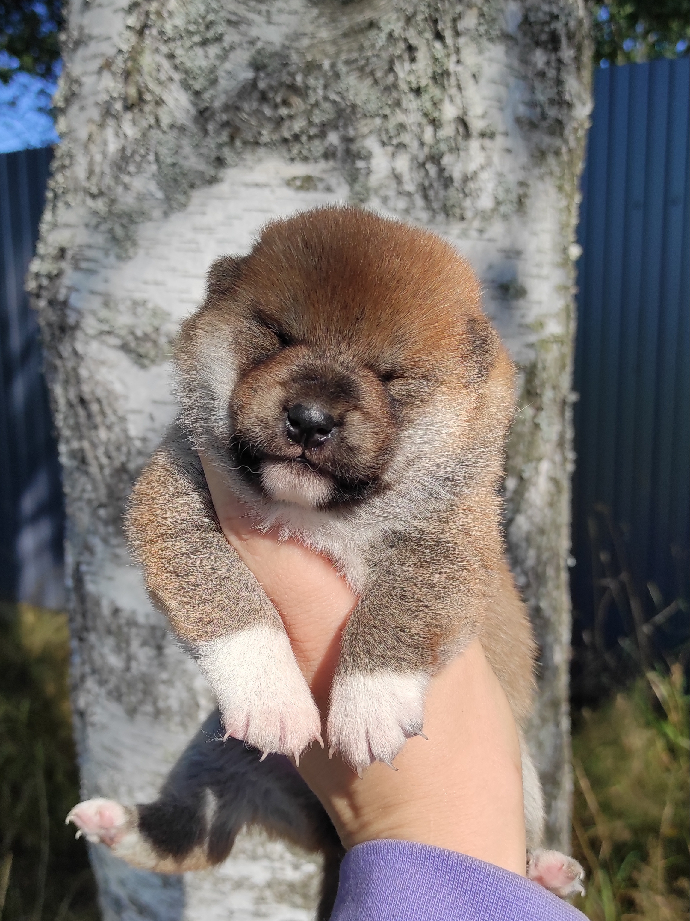 Сиба Rubylight Yumi питомник Рубилайт 