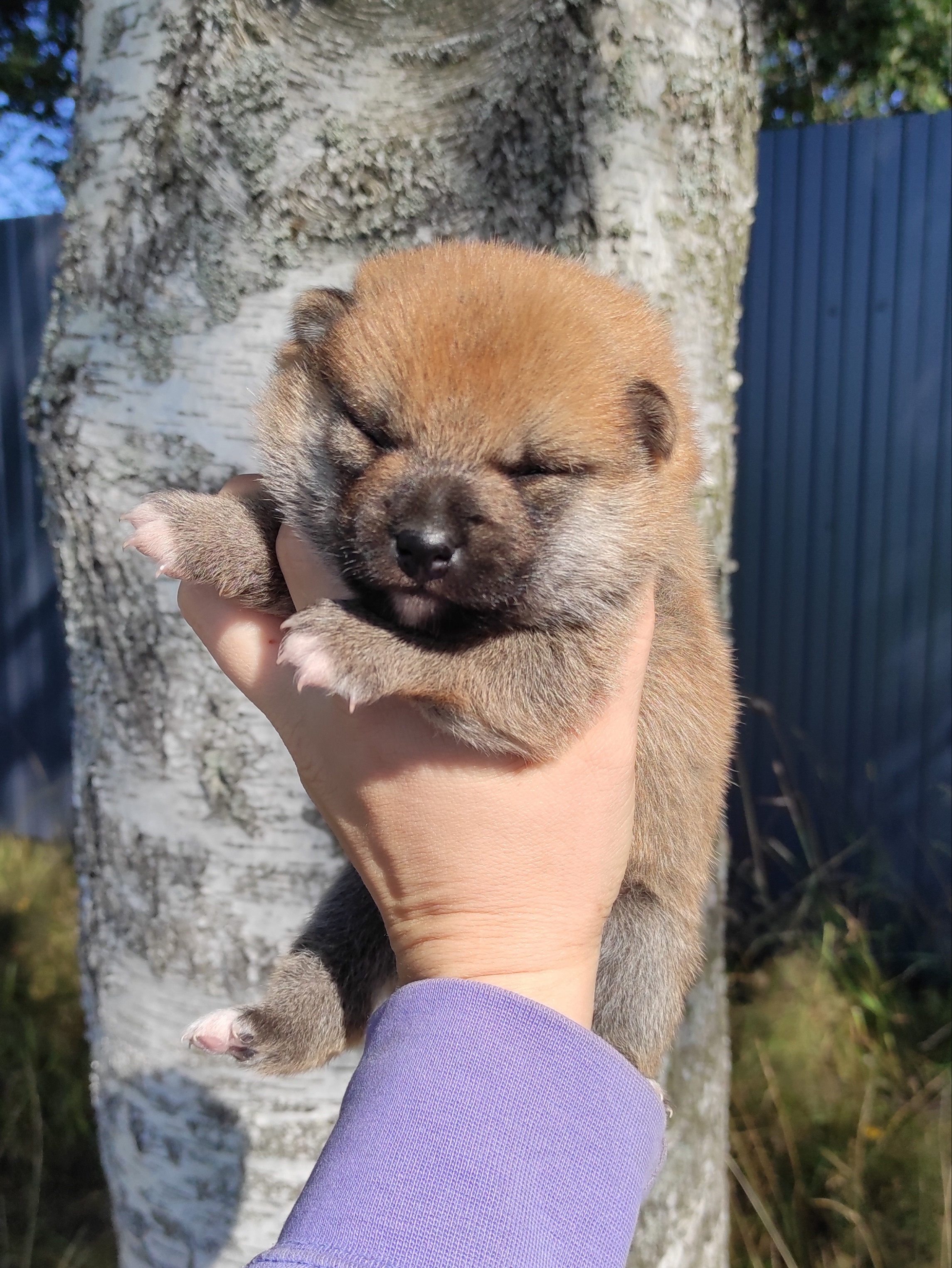 Сиба Rubylight Yoshayo питомник Рубилайт 