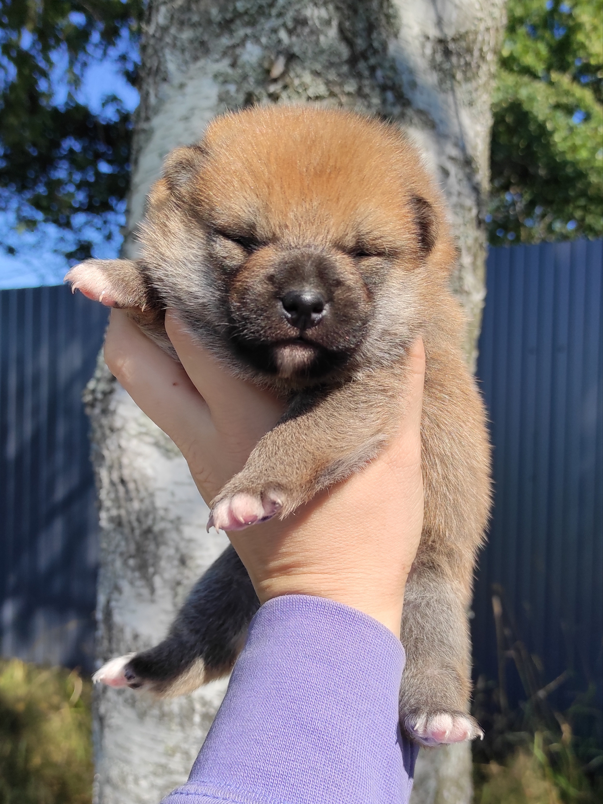 Сиба Rubylight Yoshayo питомник Рубилайт 