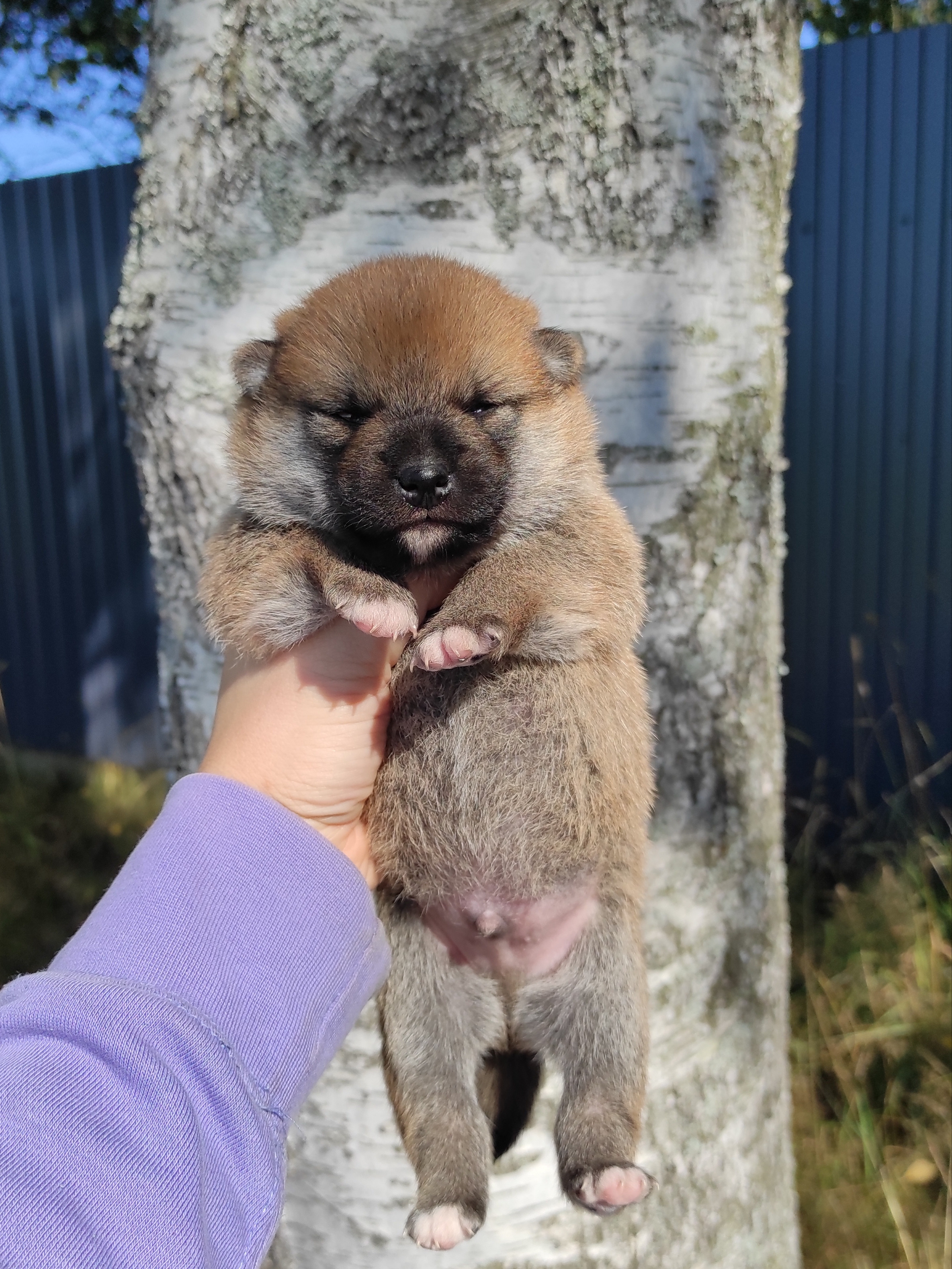 Сиба Rubylight Yoshayo питомник Рубилайт 