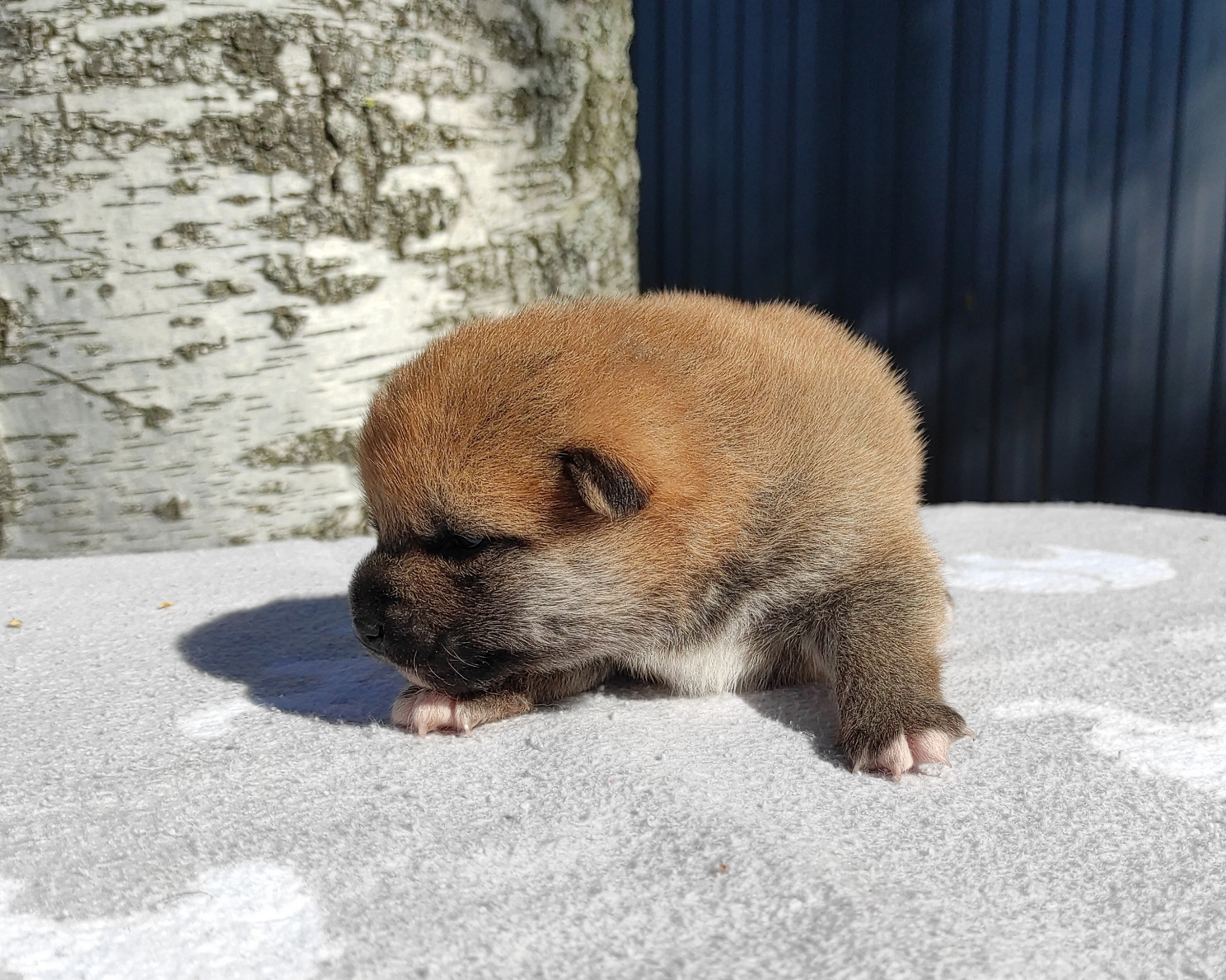 Сиба Rubylight Yoshayo питомник Рубилайт 