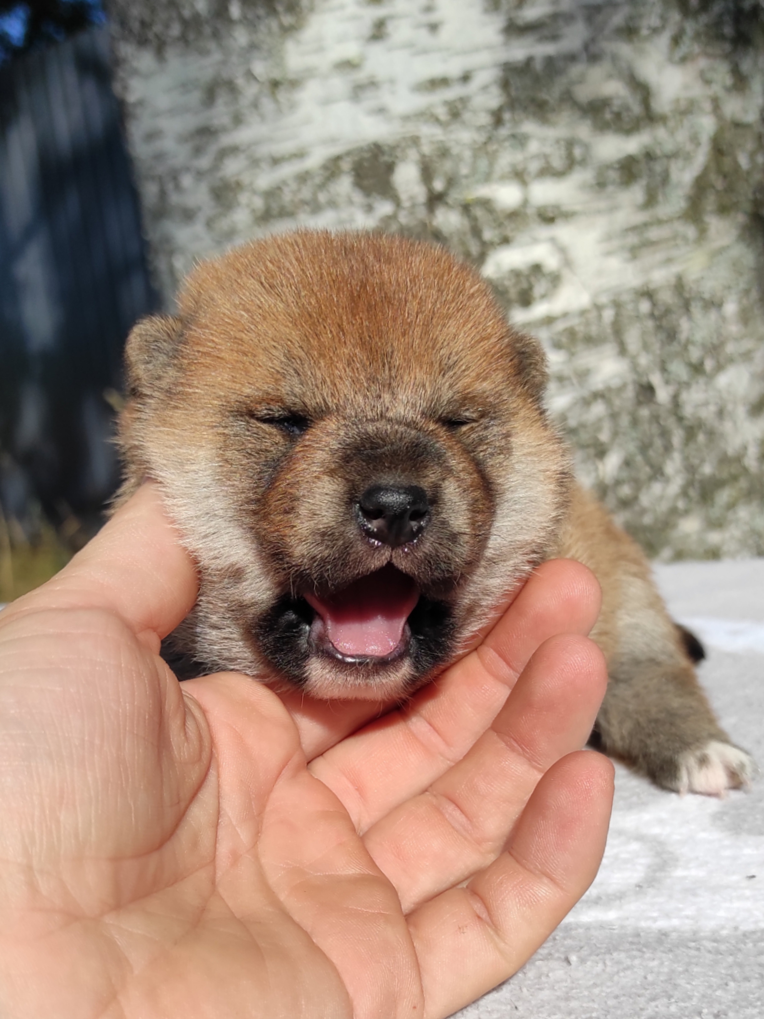 Сиба Rubylight Yumi питомник Рубилайт 