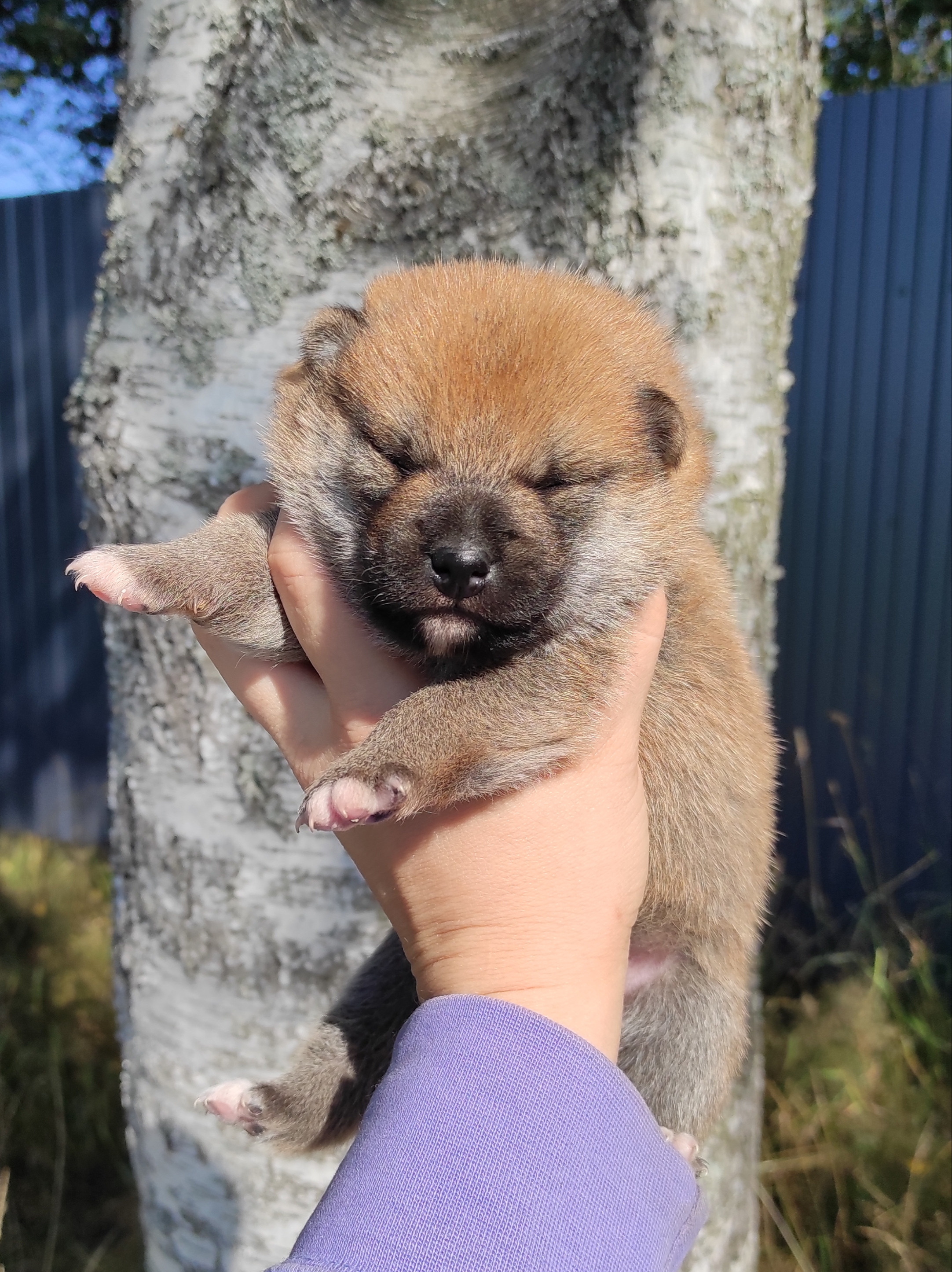 Сиба Rubylight Yoshayo питомник Рубилайт 