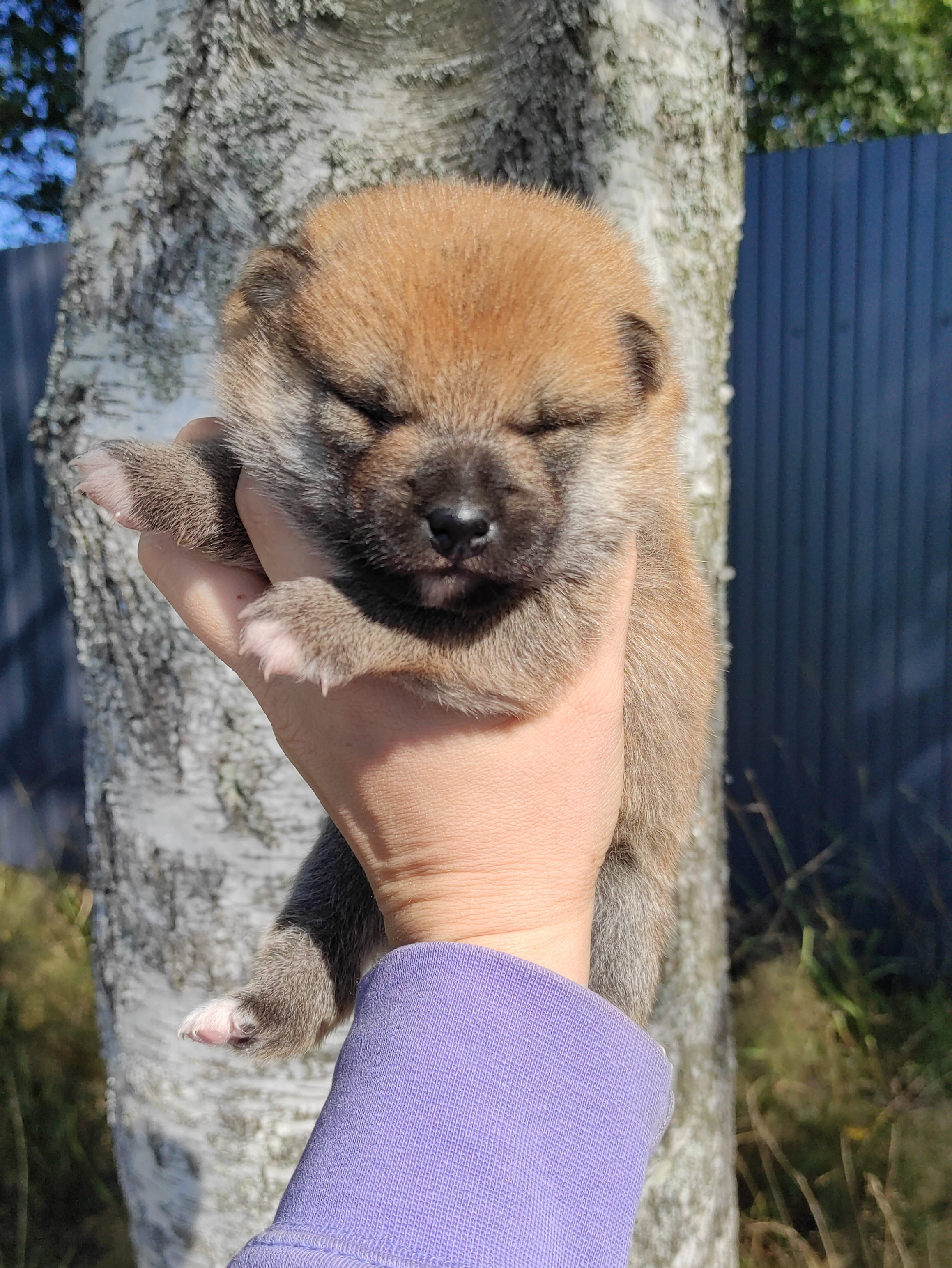 Сиба Rubylight Yoshayo питомник Рубилайт 