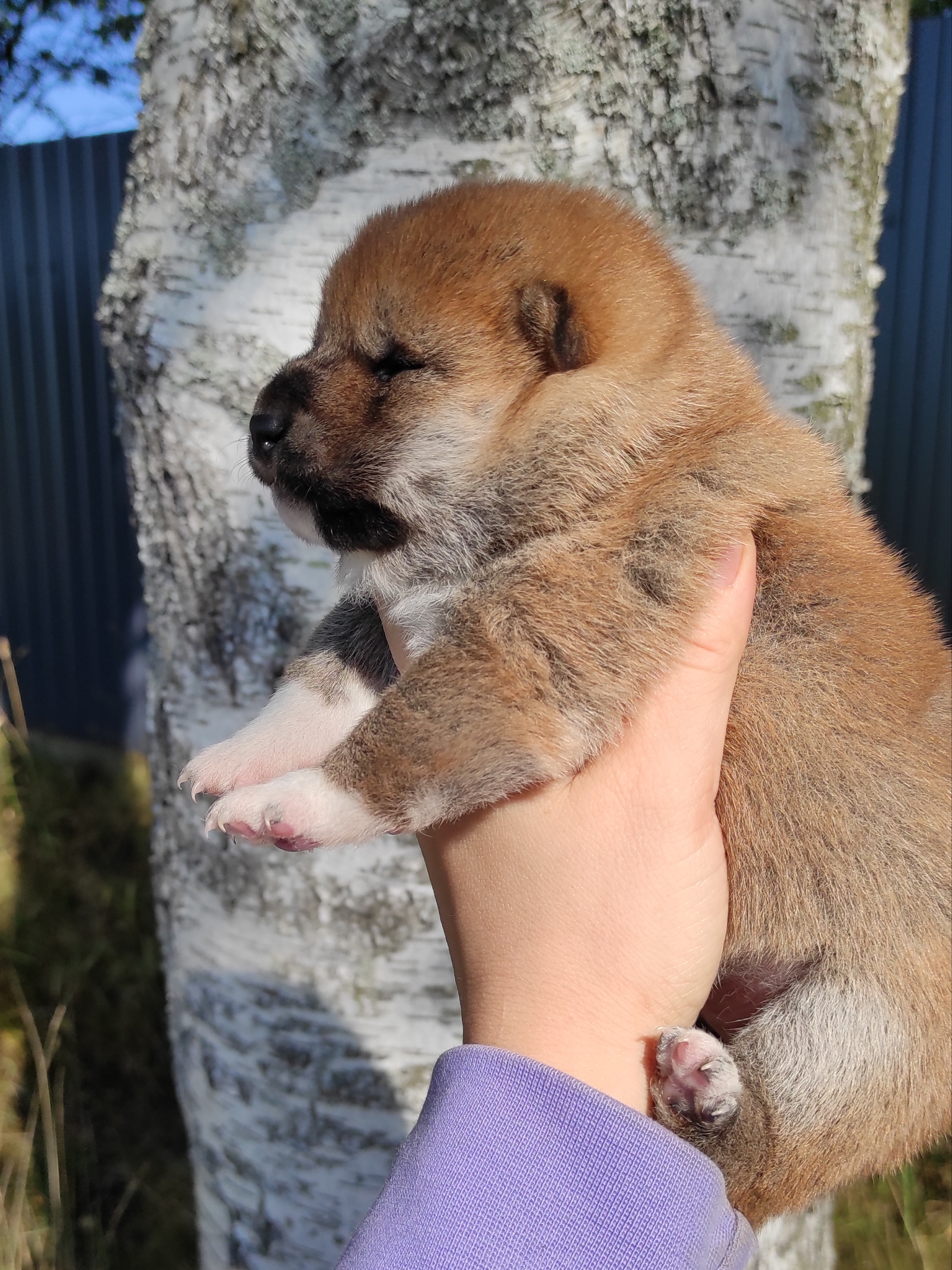 Сиба Rubylight Yumi питомник Рубилайт 