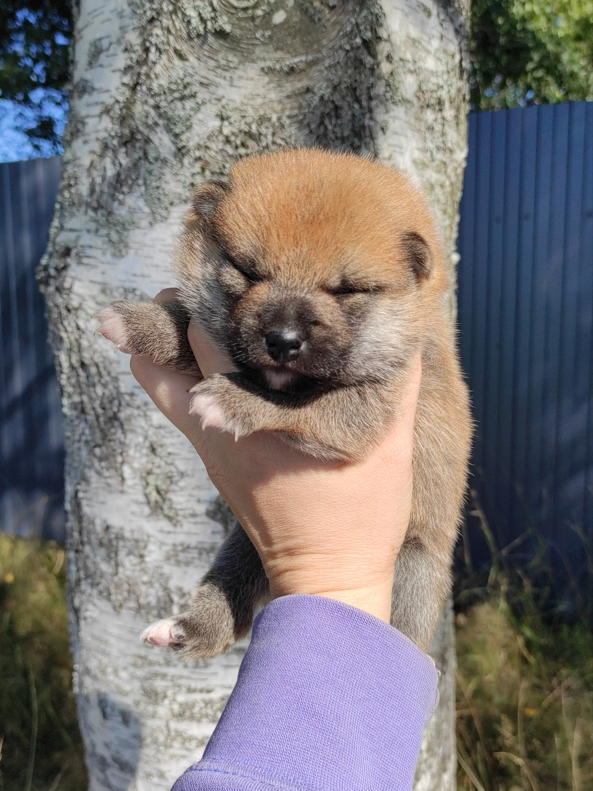 Сиба Rubylight Yoshayo питомник Рубилайт 