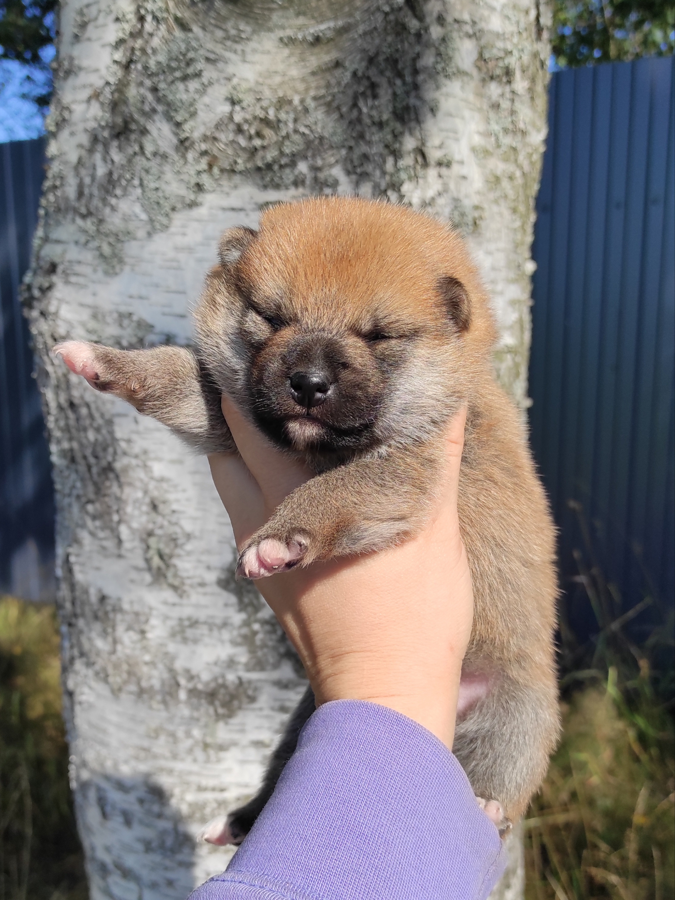 Сиба Rubylight Yoshayo питомник Рубилайт 