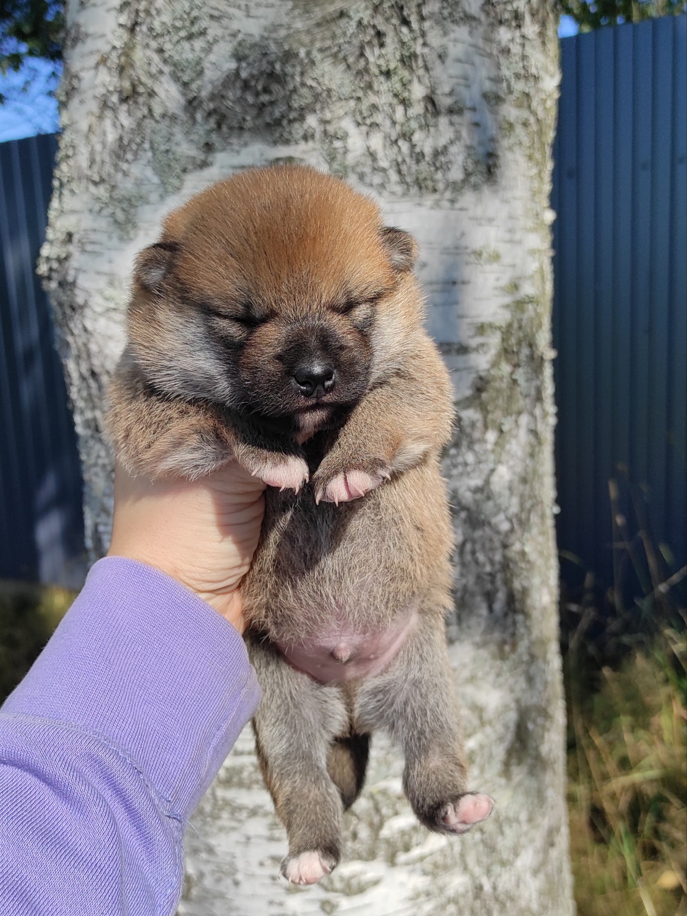 Сиба Rubylight Yoshayo питомник Рубилайт 