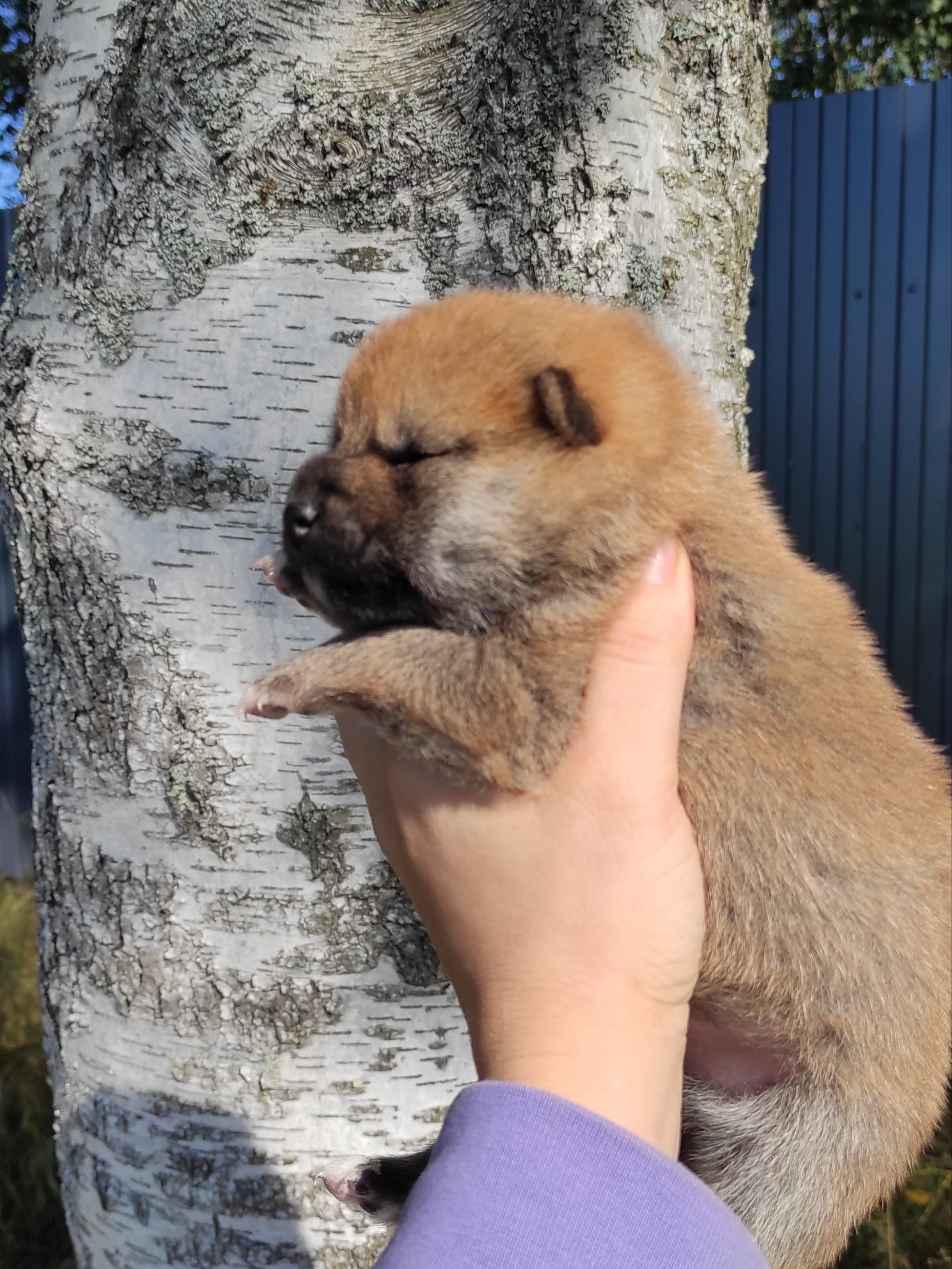 Сиба Rubylight Yoshayo питомник Рубилайт 