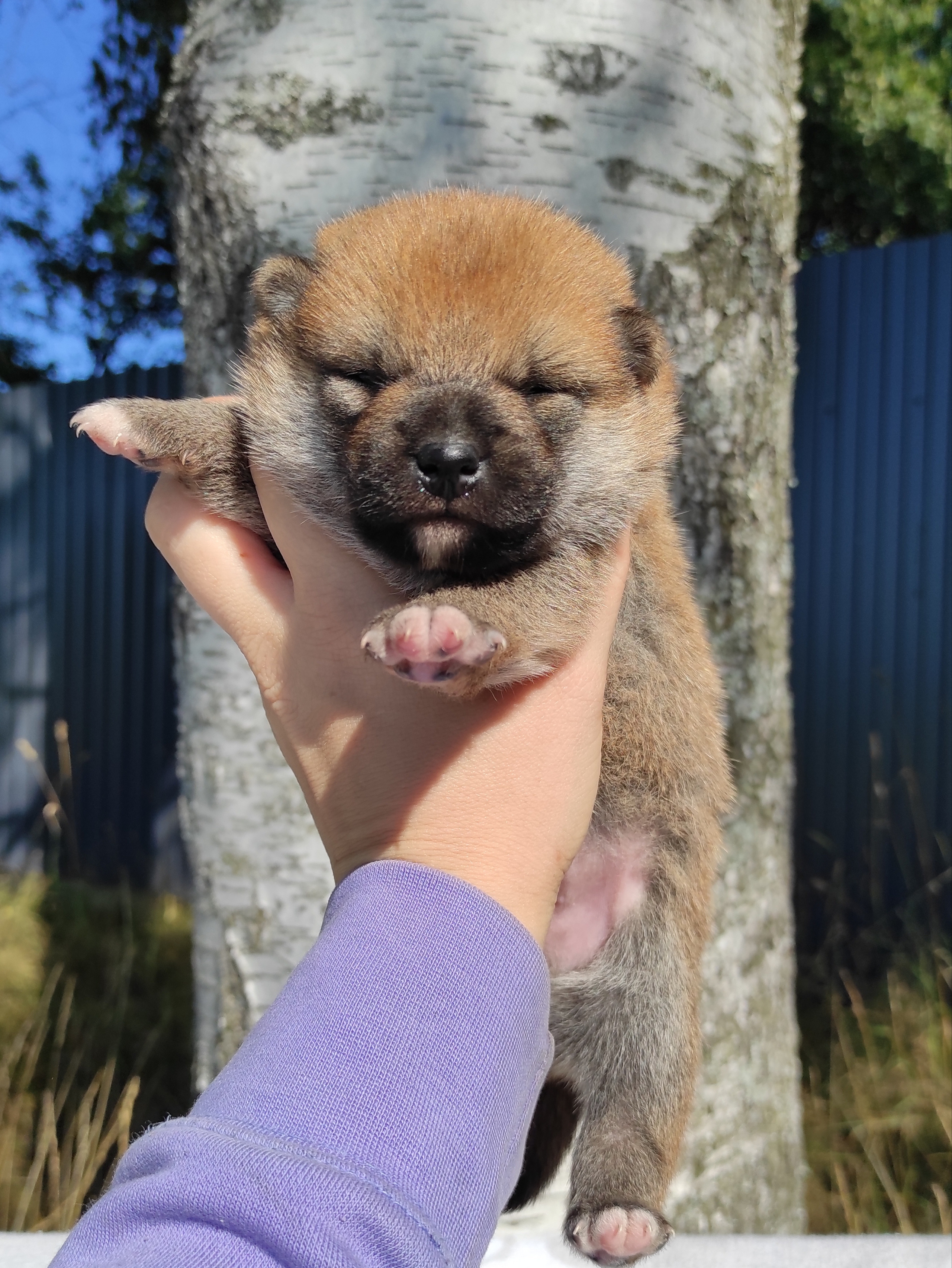 Сиба Rubylight Yoshayo питомник Рубилайт 