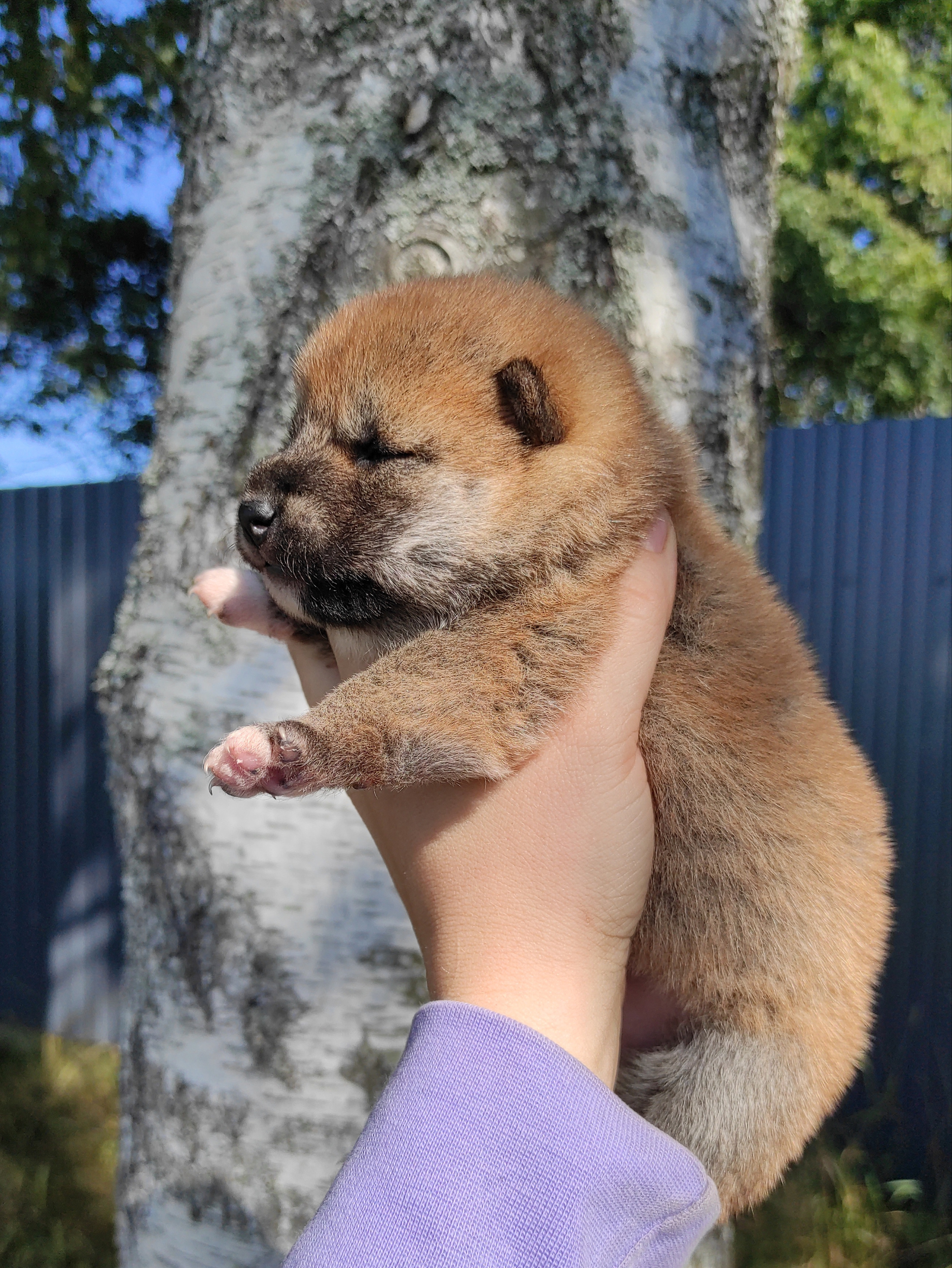 Сиба Rubylight Yuta питомник Рубилайт 